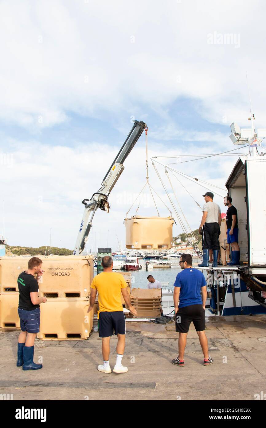 Tribunj, Croatie - 4 août 2021 : pêcheurs et travailleurs de quai chargeant des conteneurs de poisson dans un camion Banque D'Images