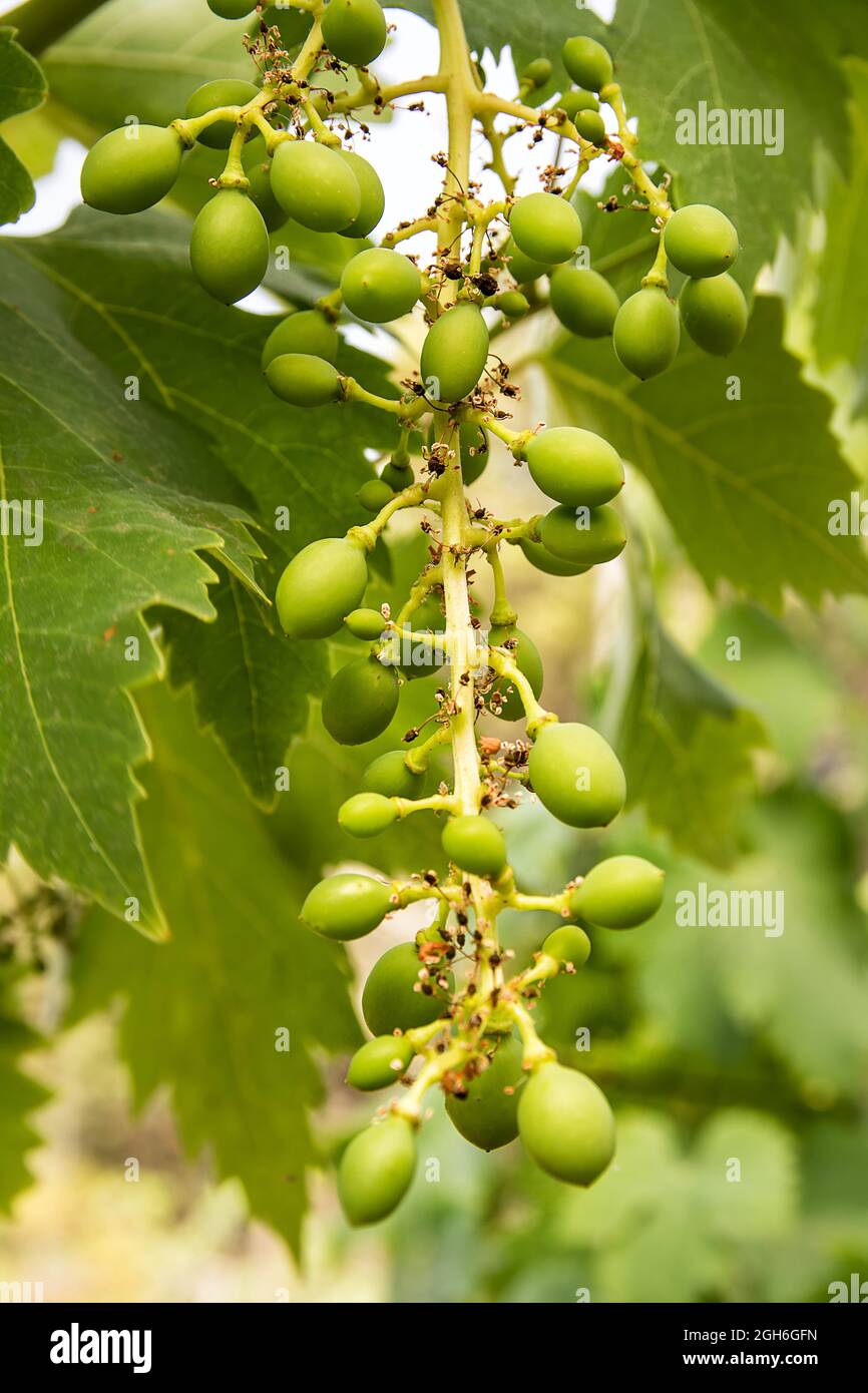 Vigne avec bouquet de raisins encore peu mûr Banque D'Images