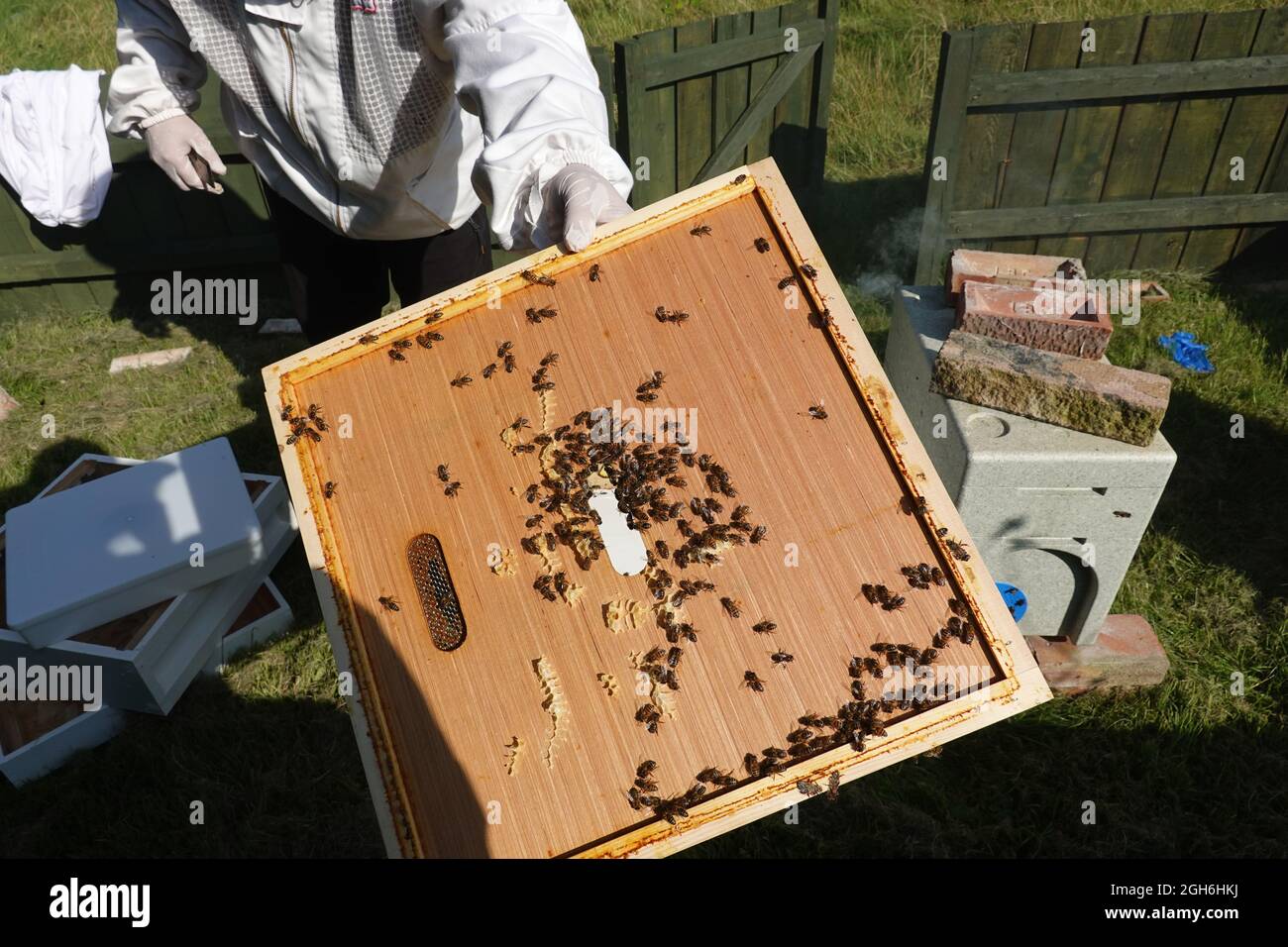 Stowmarket, Suffolk - 5 septembre 2021 : apiculteur en activité pour l'entretien des ruches des abeilles buckfast. Banque D'Images