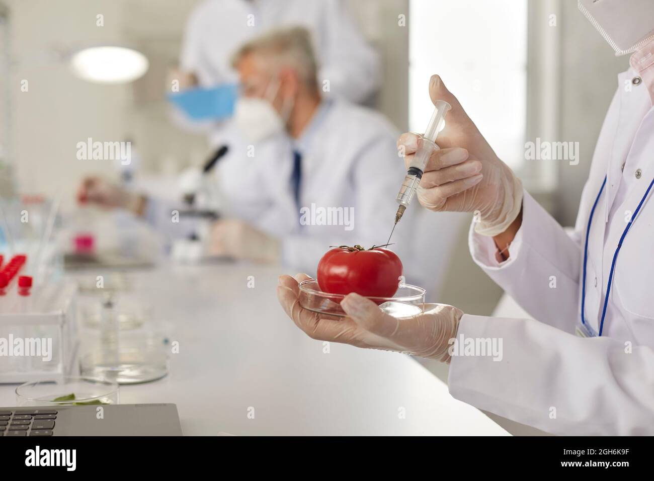 Chercheur en génétique travaillant sur les tomates GM tout en faisant de la recherche en laboratoire alimentaire Banque D'Images