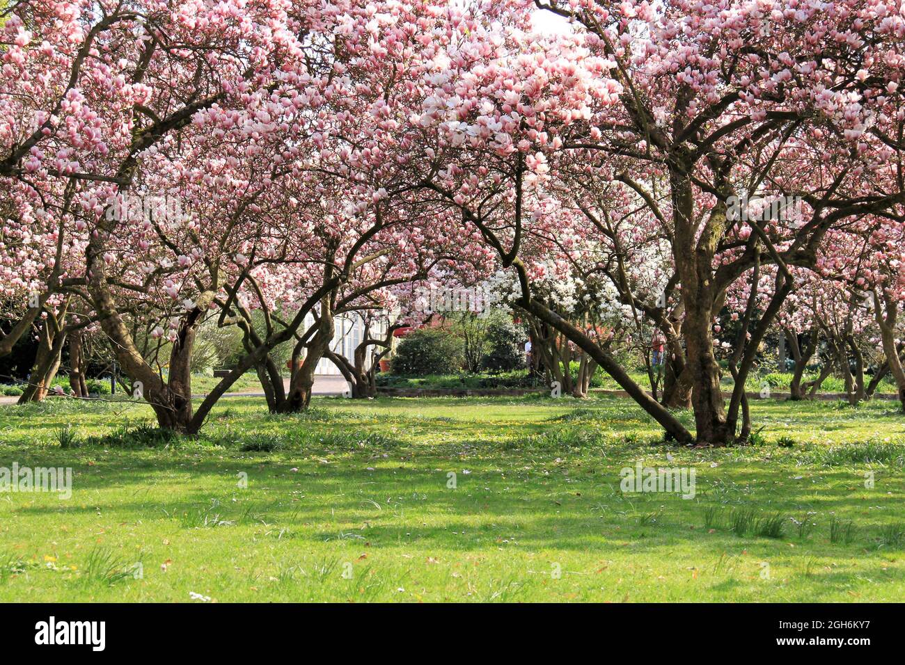 belles fleurs de magnolia Banque D'Images