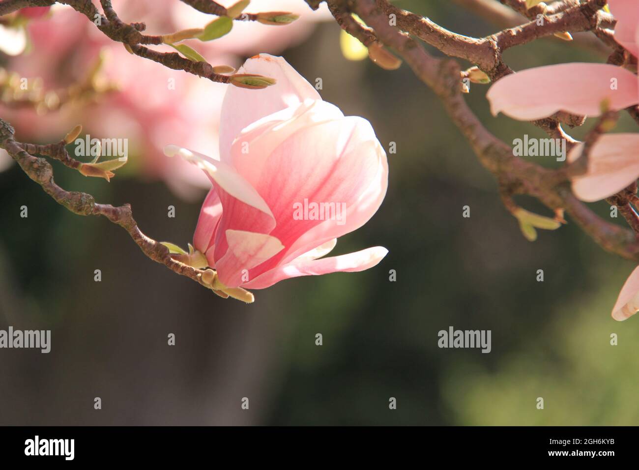 belles fleurs de magnolia Banque D'Images