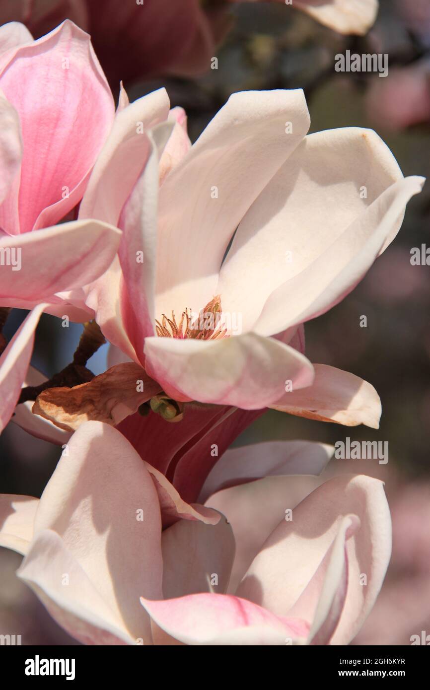 belles fleurs de magnolia Banque D'Images