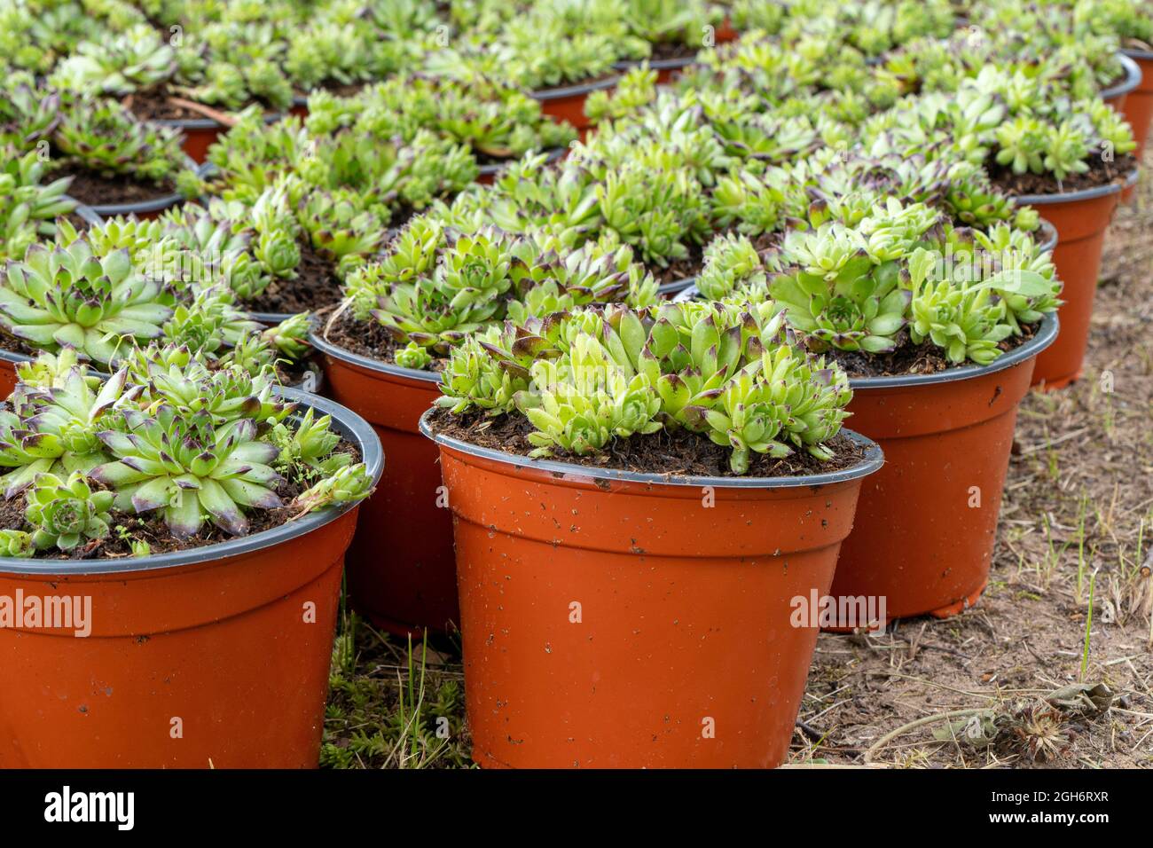 Pots en plastique avec semis de Sempervivum. Pots avec fleurs ou houseleek - Sempervivum Banque D'Images