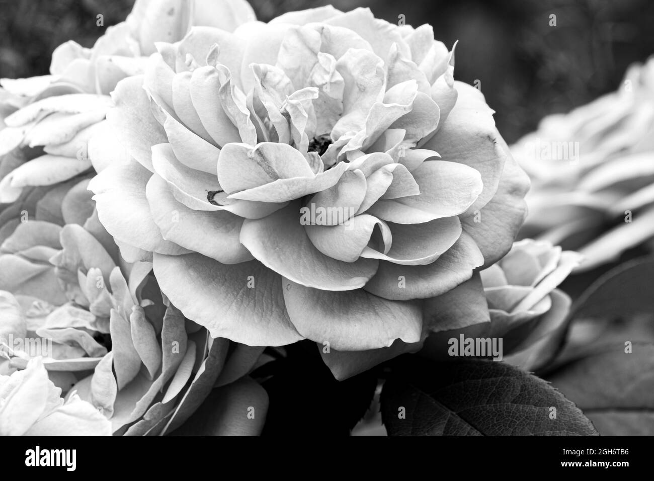 Une photo de roses en noir et blanc Banque D'Images