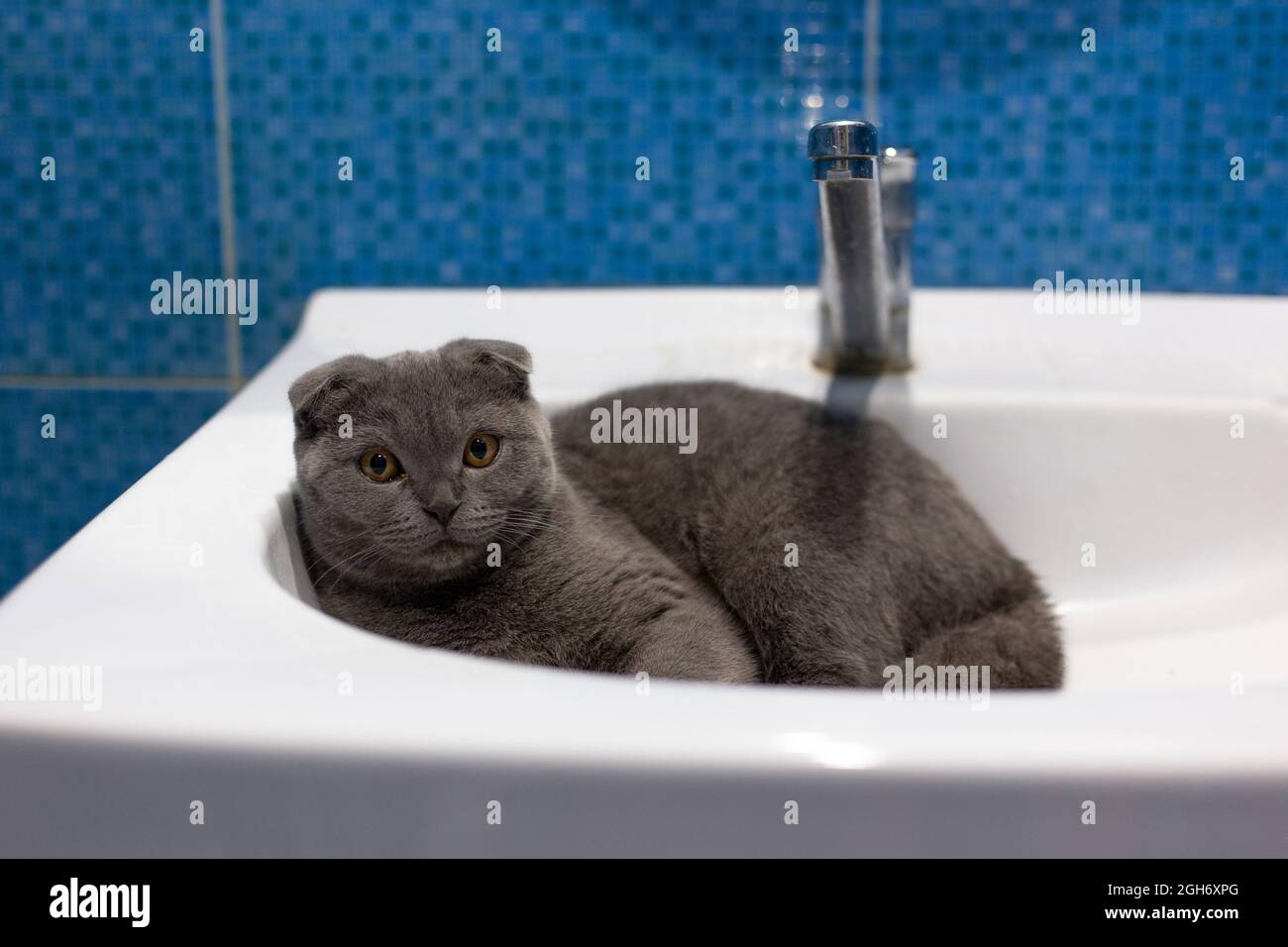 Le chaton écossais gris pliure se trouve dans un lavabo Banque D'Images