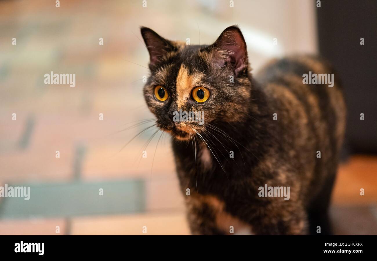 British Shorthair domestique chat avec tortoiseshell manteau regardant quelque chose avec intérêt. Banque D'Images