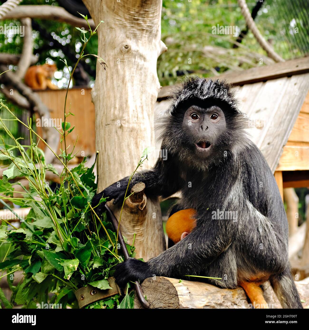 surili (javan surili). gros plan d'un singe langur amusant et amusant Banque D'Images