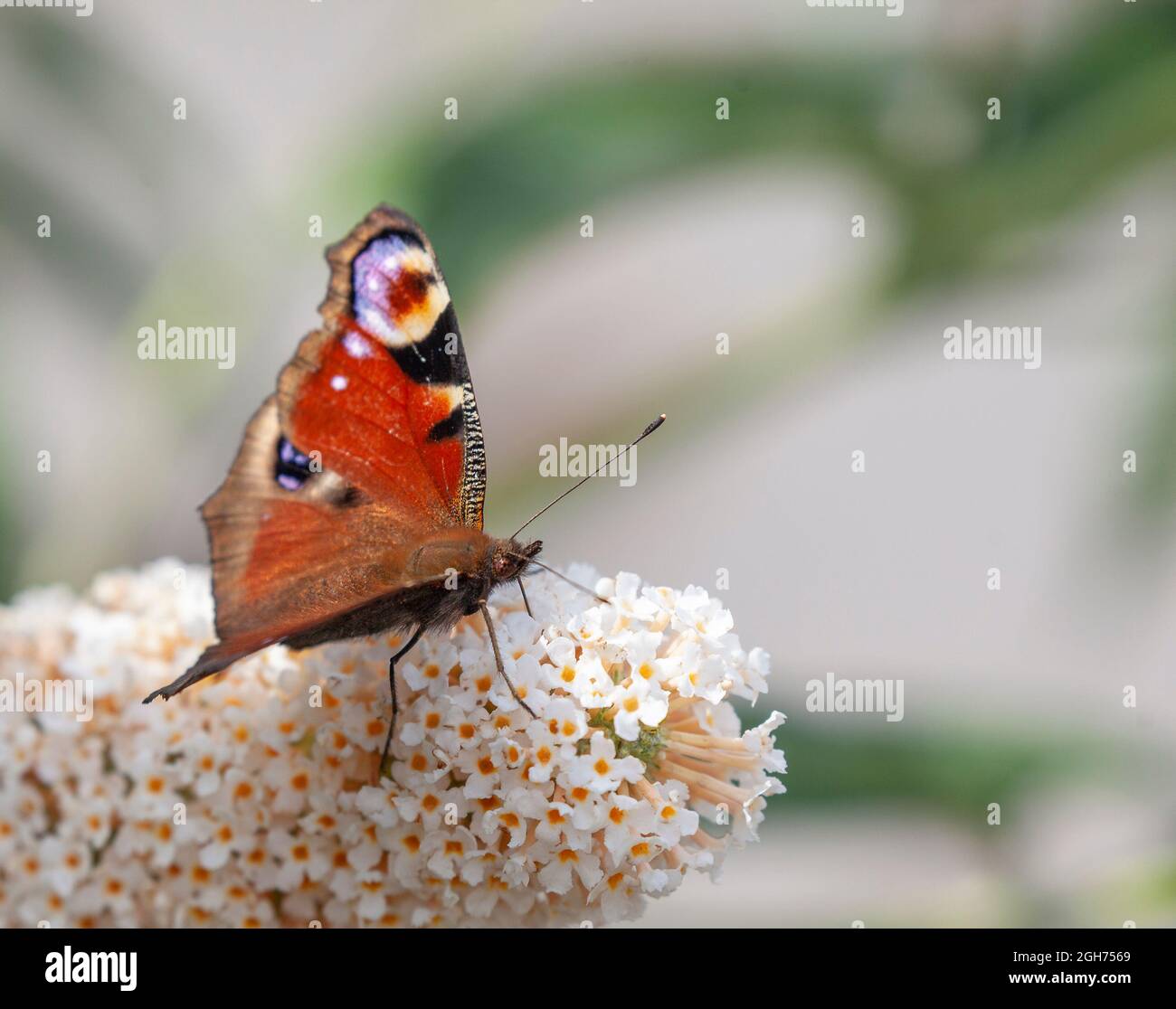 Un papillon européen de paon, Aglais io, se nourrissant sur le nectar des fleurs de Buddleja. dof peu profond, concentrez-vous sur l'œil du papillon. Banque D'Images