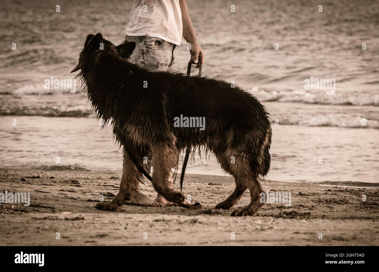 Berger allemand à poil long à la plage Banque D'Images