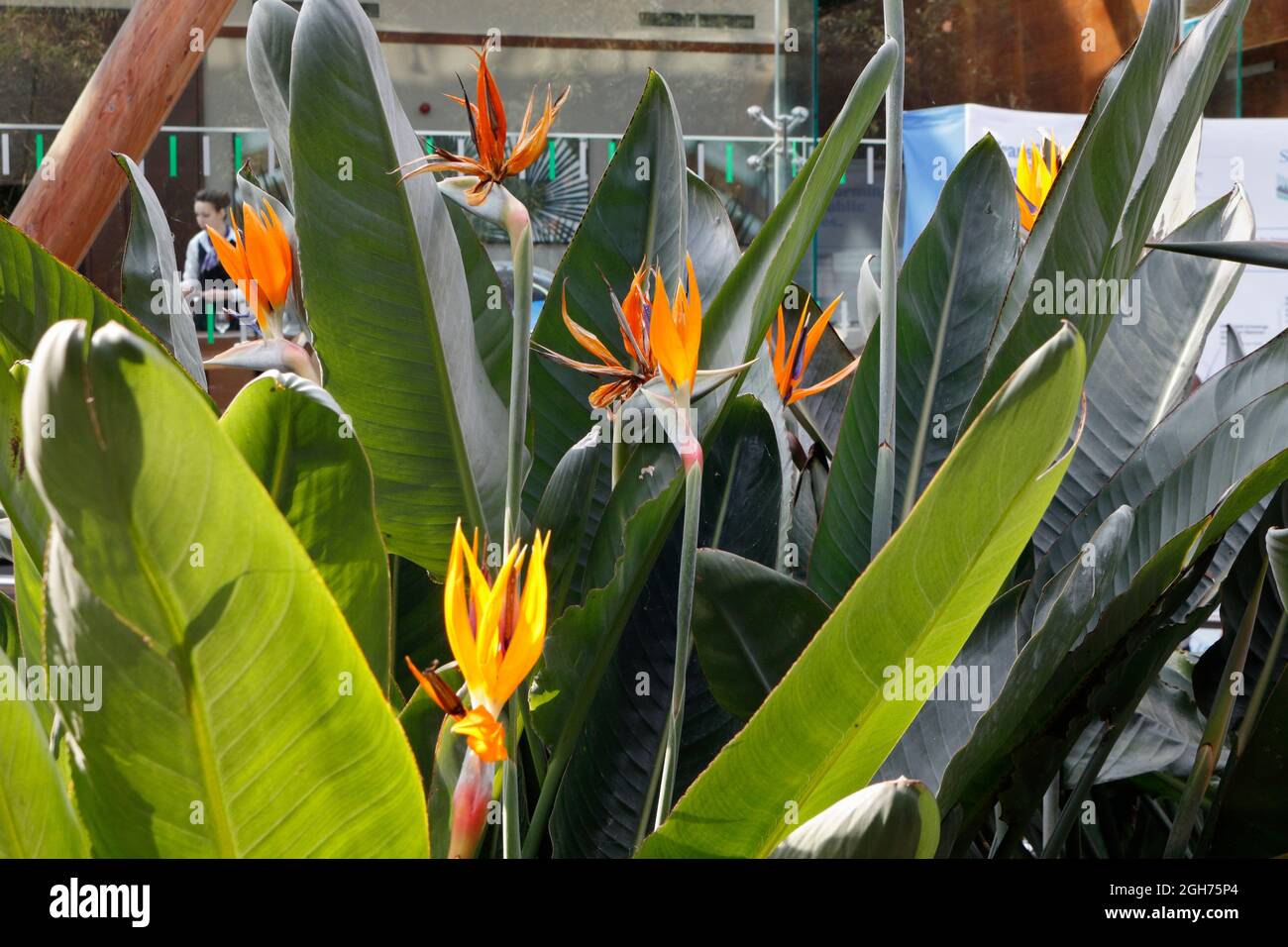 Fleur de l'oiseau de paradis (Strelitzia reginae), jardin d'hiver, Sheffield, Angleterre Banque D'Images