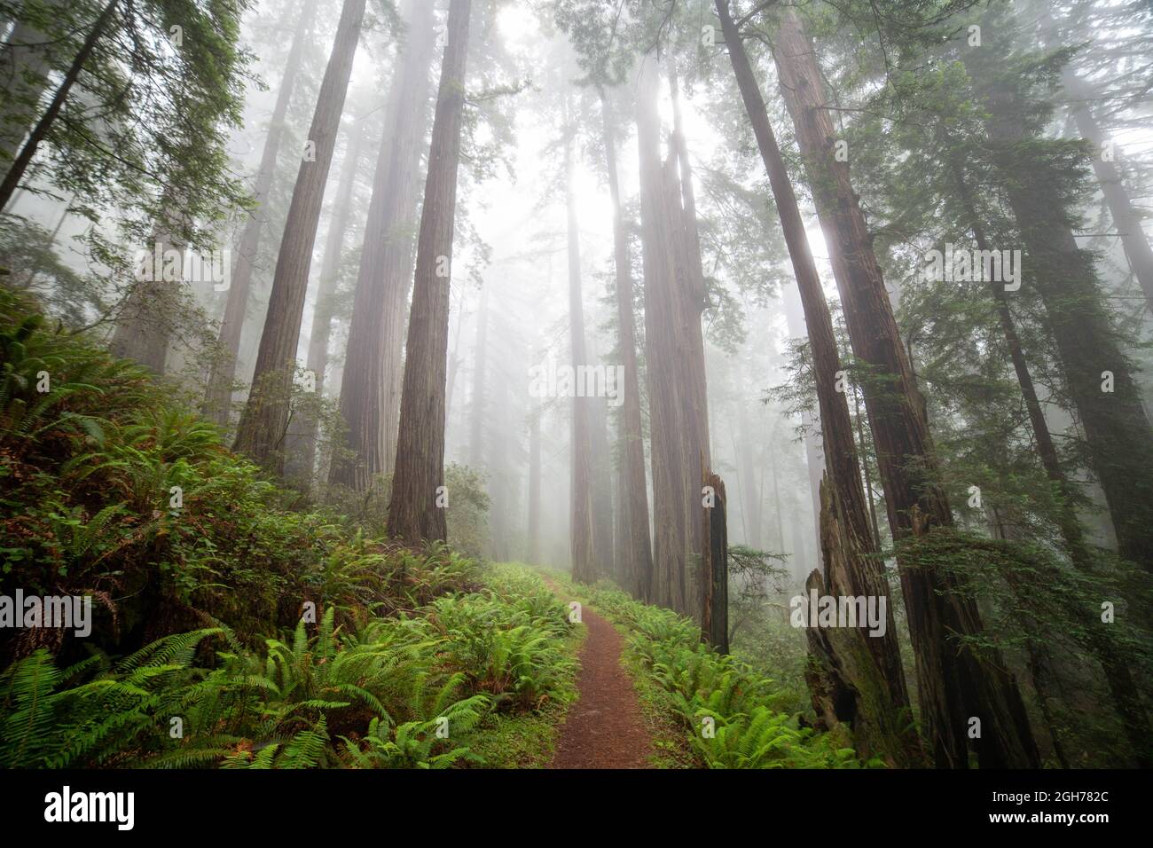 Sites le long de la piste Lady Bird Johnson Trail dans le parc national de Redwood Banque D'Images