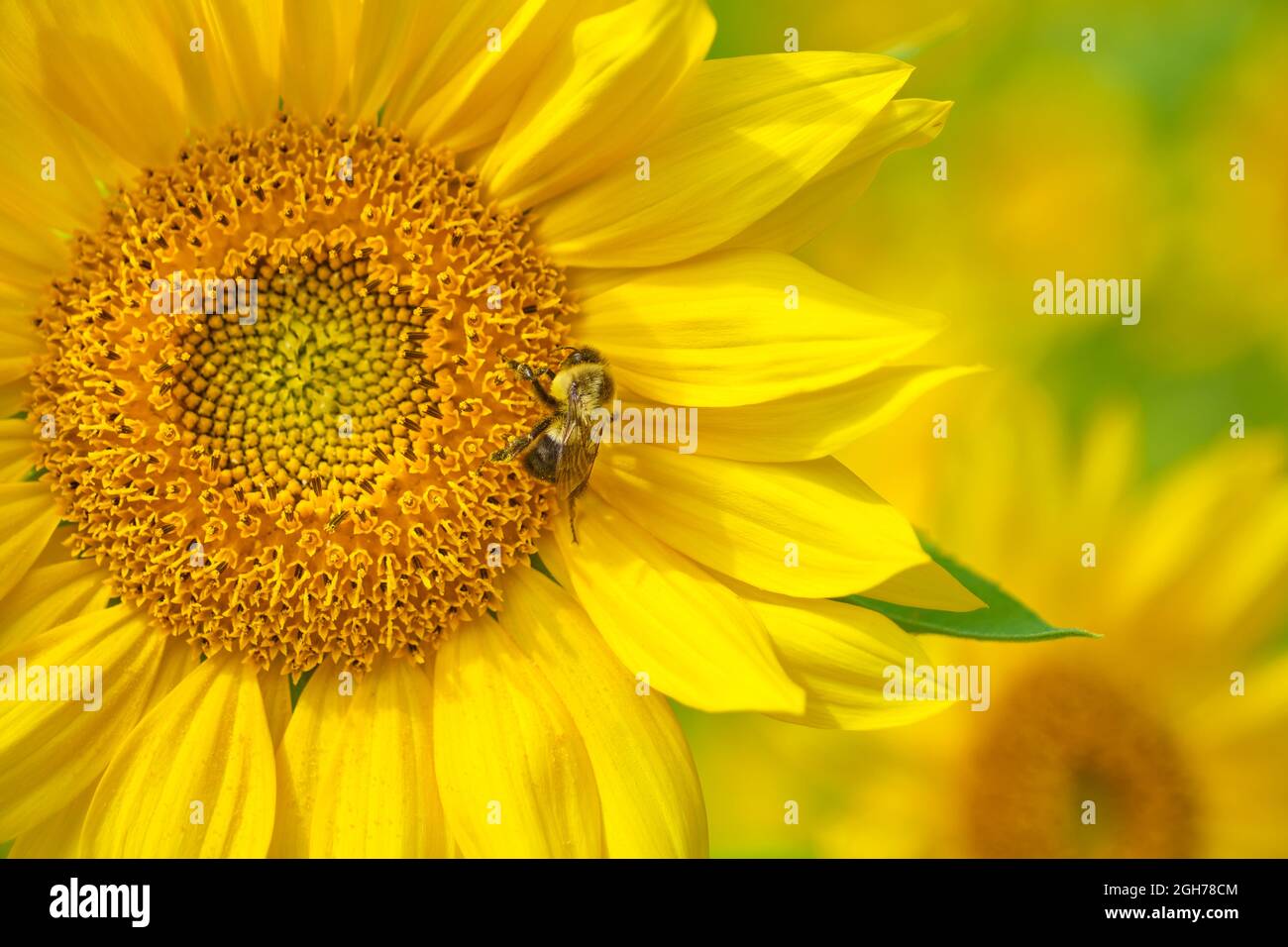 Le Bumblebee de l'est commun, Bombus impatiens, rassemble le pollen dans un beau champ de tournesols jaunes. Banque D'Images