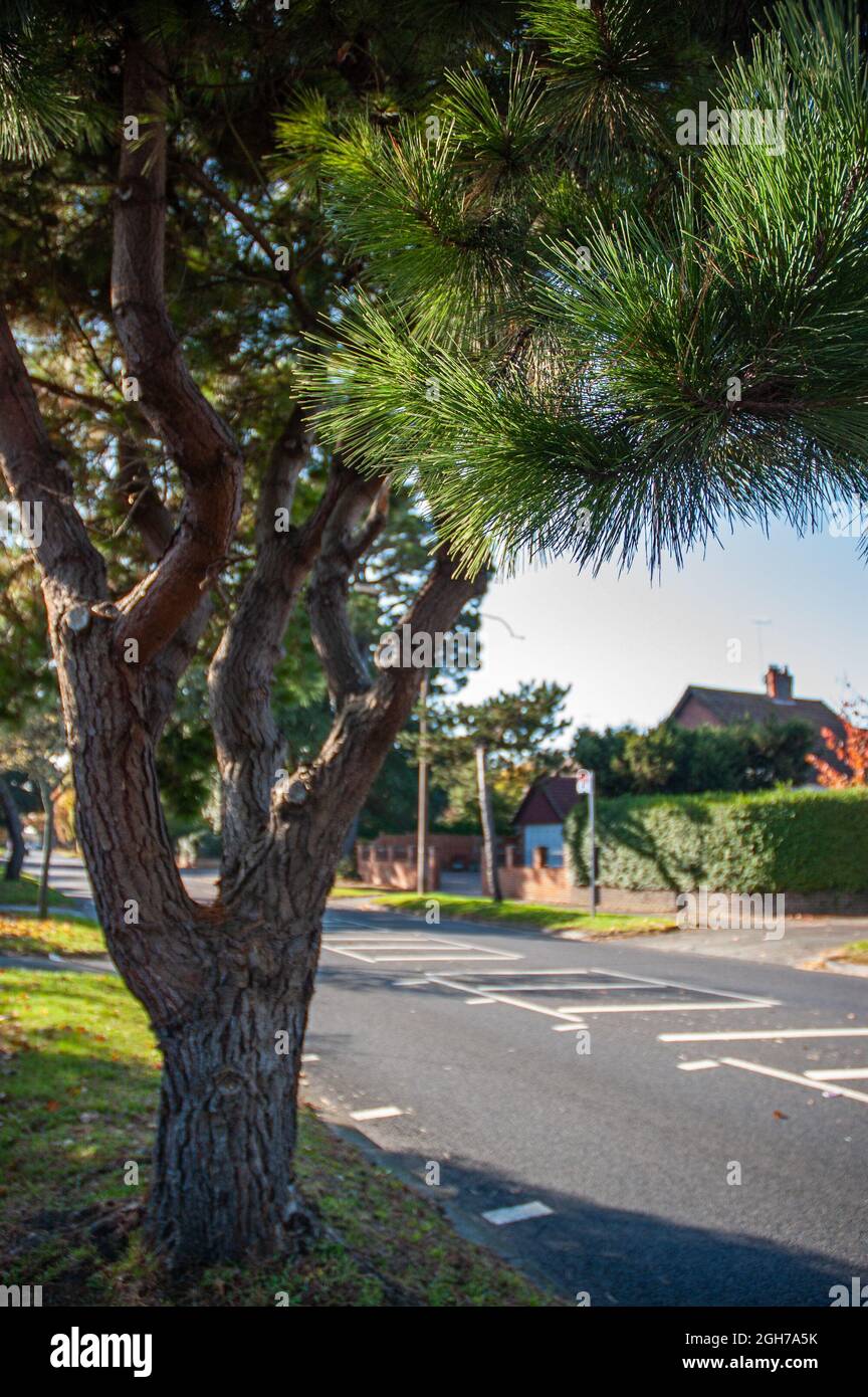 Arbre solitaire sur un côté de la route par une journée ensoleillée à Worthing, West Sussex, Royaume-Uni. Banque D'Images