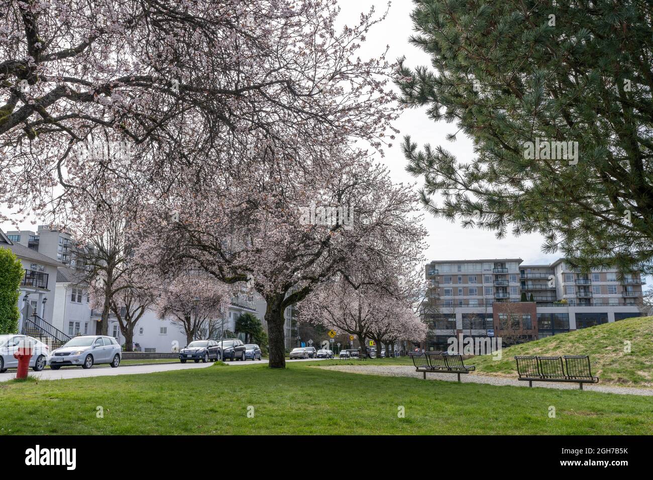 Vancouver, C.-B., Canada - 26 2021 mars : Jim Everett Memorial Park au printemps. Fleur de cerisier en pleine floraison. Banque D'Images