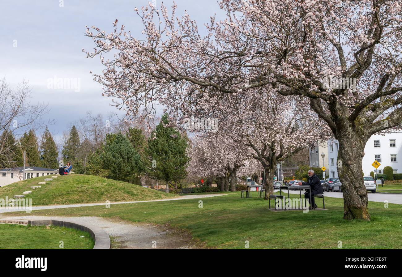 Vancouver, C.-B., Canada - 26 2021 mars : Jim Everett Memorial Park au printemps. Fleur de cerisier en pleine floraison. Banque D'Images