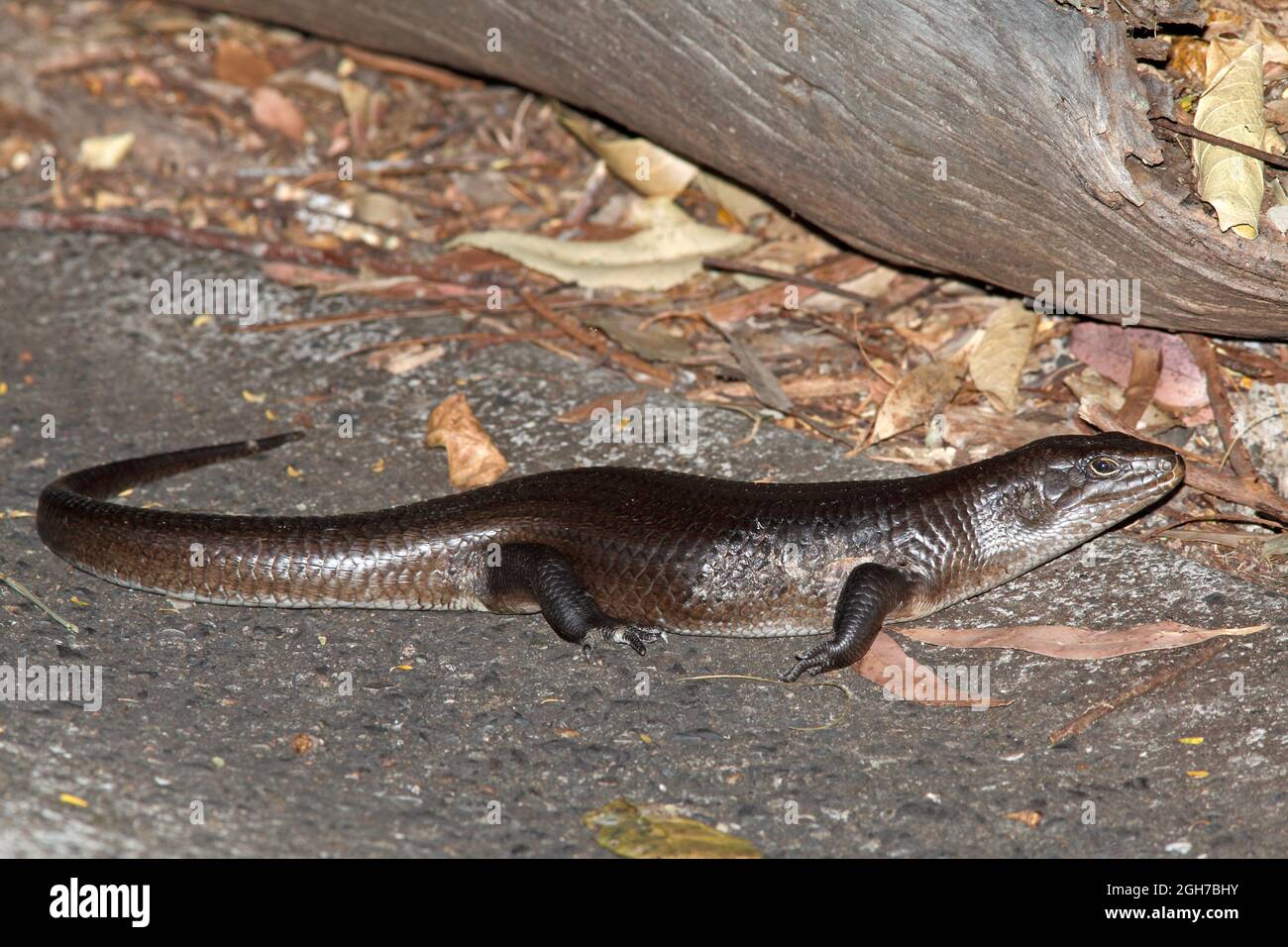 Terre Mullet, Bellatorias Major. Ce grand lézard australien est l'un des plus grands membres de la famille des patineurs et est endémique à l'est de l'Australie. Banque D'Images