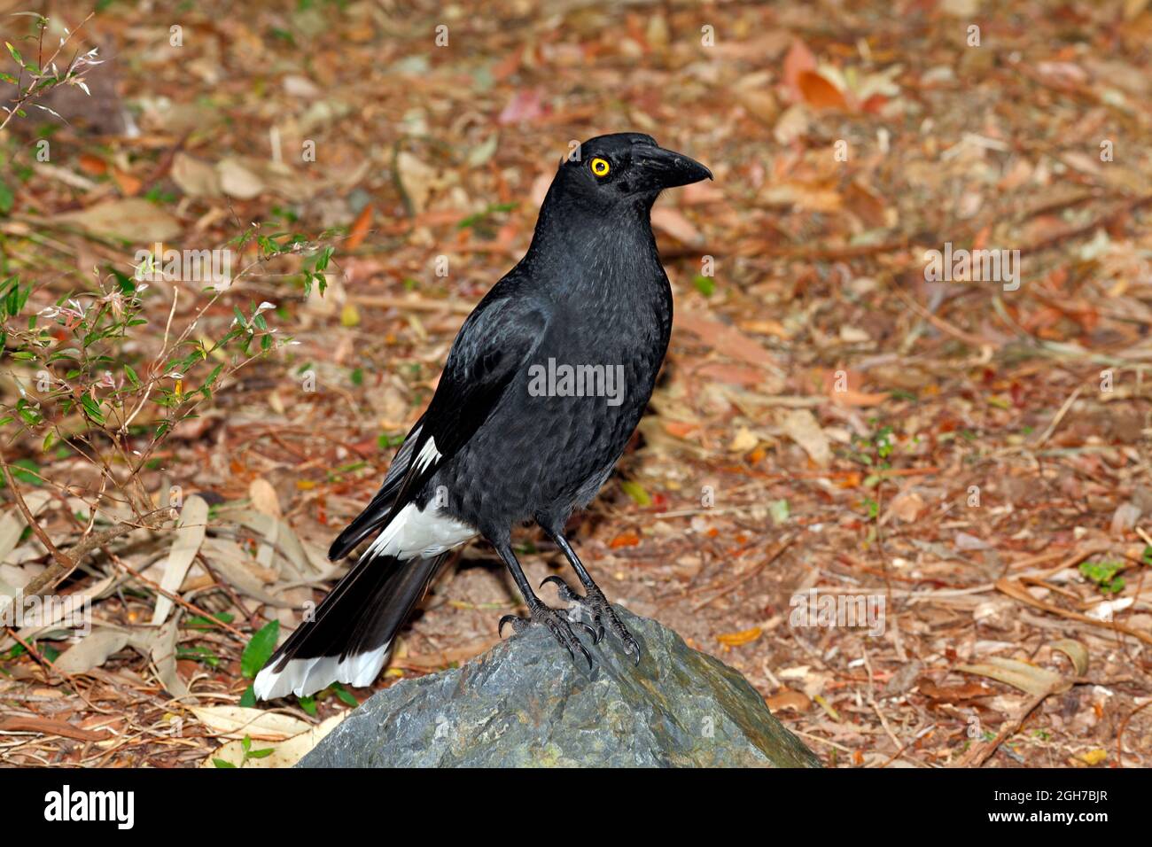 Pied Currawong australien, streppera granculina. Ces oiseaux sont des prédateurs voraces de nids et se trouvent dans l'est de l'Australie. Coffs Harbour, Nouvelle-Galles du Sud Banque D'Images