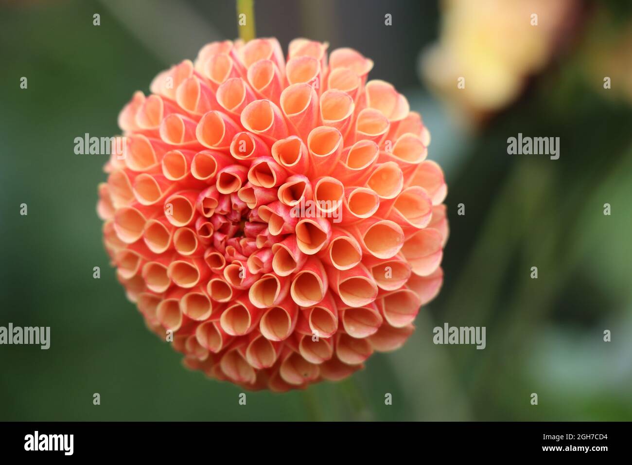Vue détaillée des pétales de la fleur de dahlia, Dahlia macro avec arrière-plan, Dahlia isolé sur la couleur verte de la nature Banque D'Images