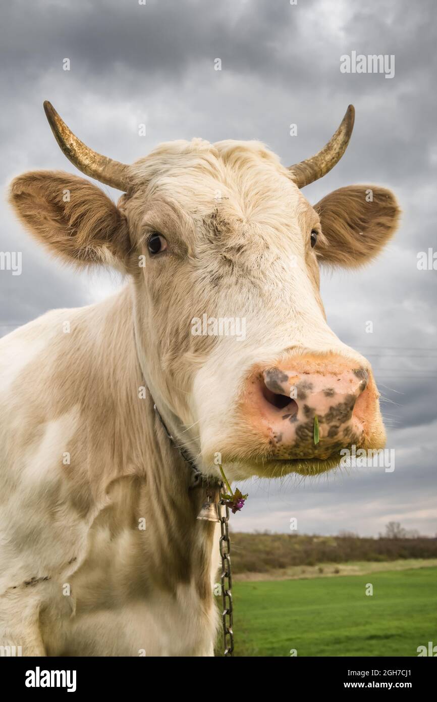 Belle vache blanche regarde dans l'appareil photo gros plan. Banque D'Images