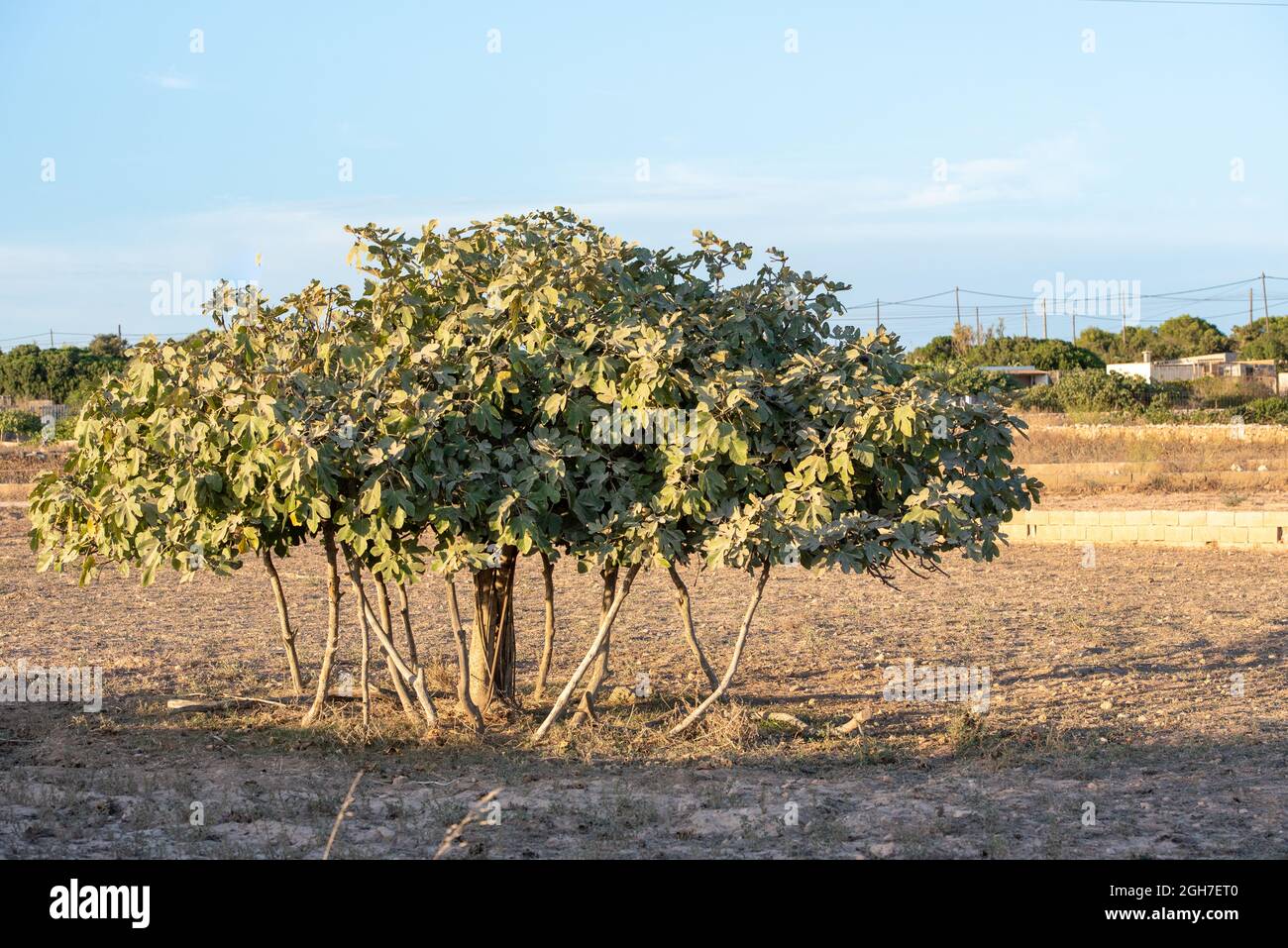 Vue sur le plus grand figuier d'Europe sur l'île de Formentera en Espagne. Banque D'Images