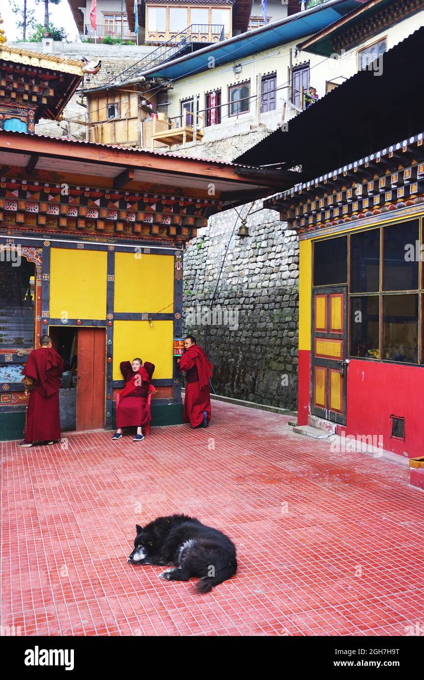 Les nonnes novices en robes rouges se détendent à l'intérieur de Thangtong Dewachen Dupthop Nunnery, à Thimphu, Bhoutan, tandis qu'un chien dort sur le sol carrelé en premier plan. Banque D'Images