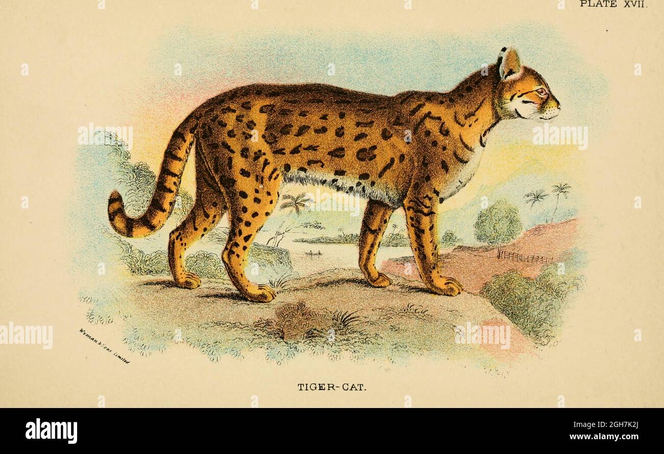 L Oncilla Leopardus Tigrinus Ici Sous Le Nom De Felis Tigrina Egalement Connu Sous Le Nom De Chat Tigre Du Nord Petit Chat Tachete Et Tigrillo Est Un Petit Chat Tachete Allant De