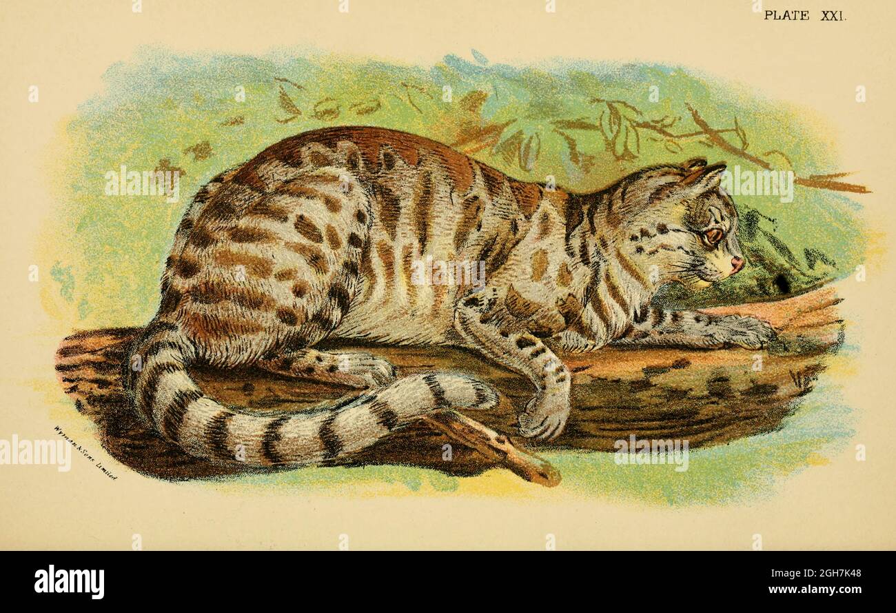 Le chat pampas (Leopardus colocola) [ici comme colocola (Felis colocola)] est un petit chat sauvage originaire de l'Amérique du Sud. Du livre ' A Handbook to the carnivora : part 1 : chats, civettes et mongoses ' de Richard Lydekker, 1849-1915 publié en 1896 à Londres par E. Lloyd Banque D'Images