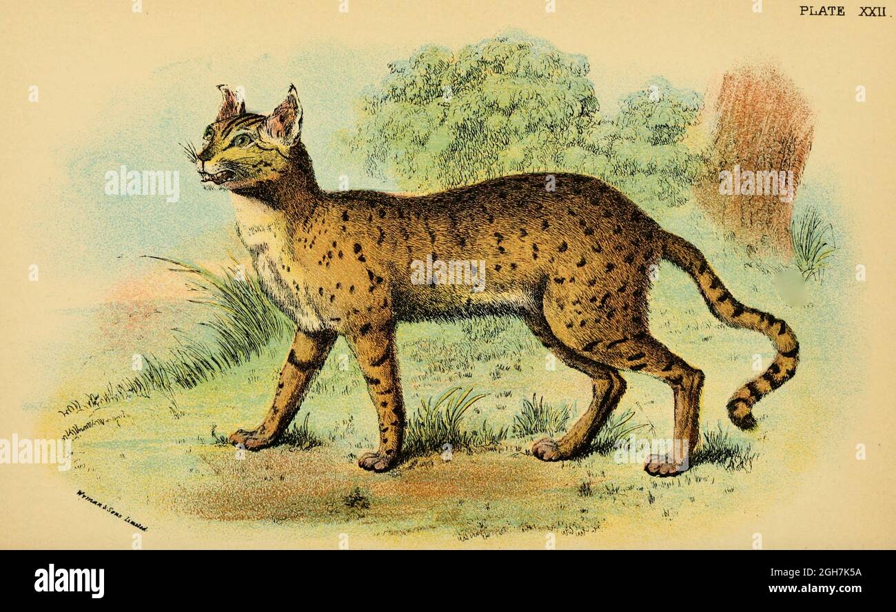 Chat du désert (Felis ornata) du livre « Un manuel à la carnivora : partie 1 : chats, civettes et mongoses » de Richard Lydekker, 1849-1915 publié en 1896 à Londres par E. Lloyd Banque D'Images