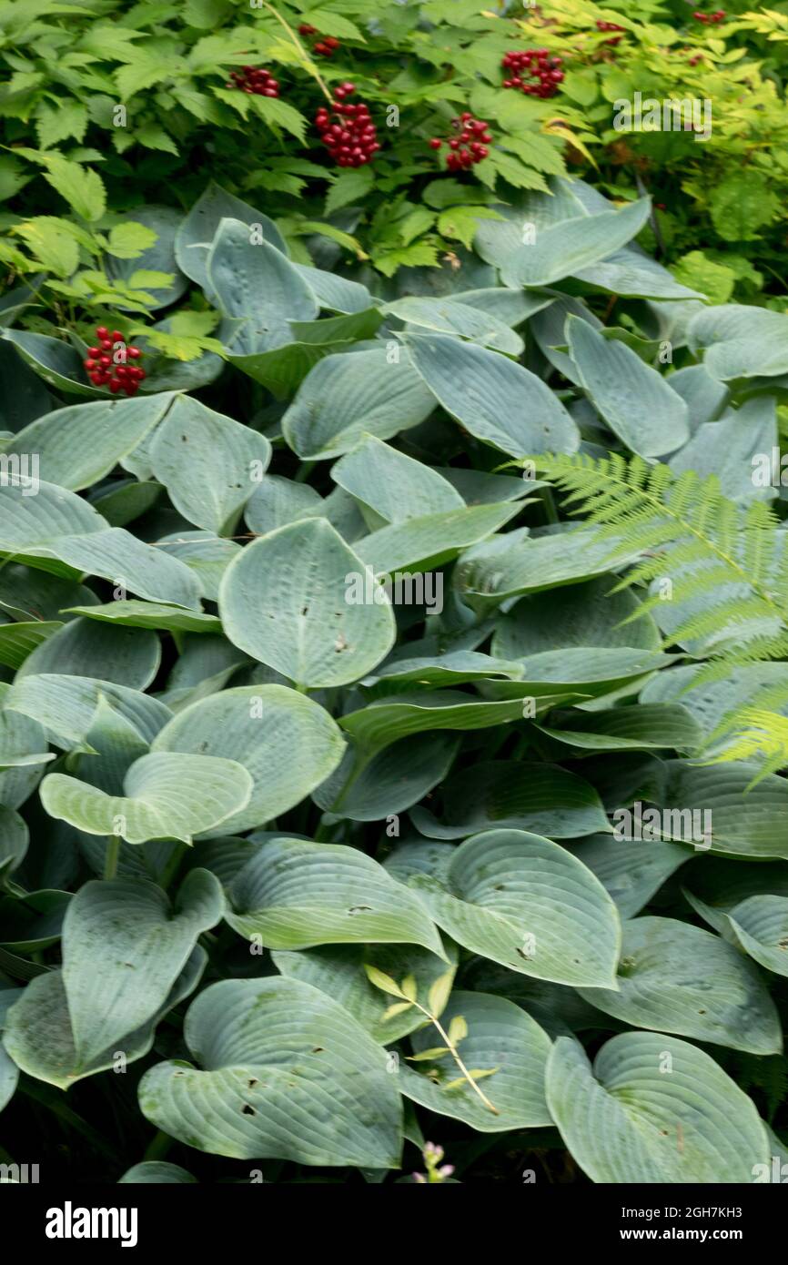 Hosta Halcyon Banque D'Images
