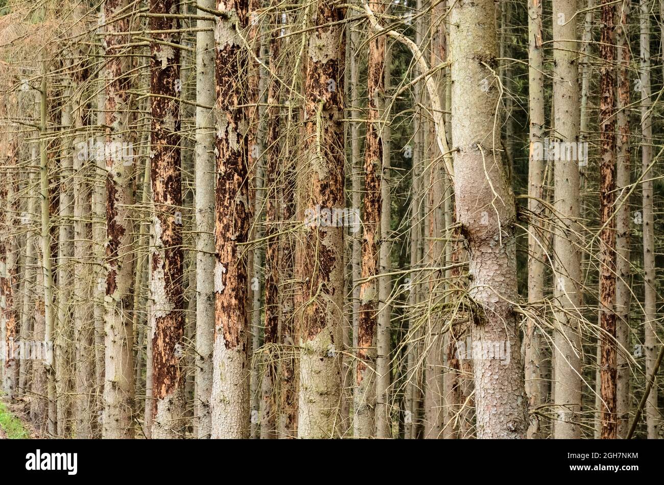 Maladie des arbres forestiers Banque de photographies et d’images à — free download