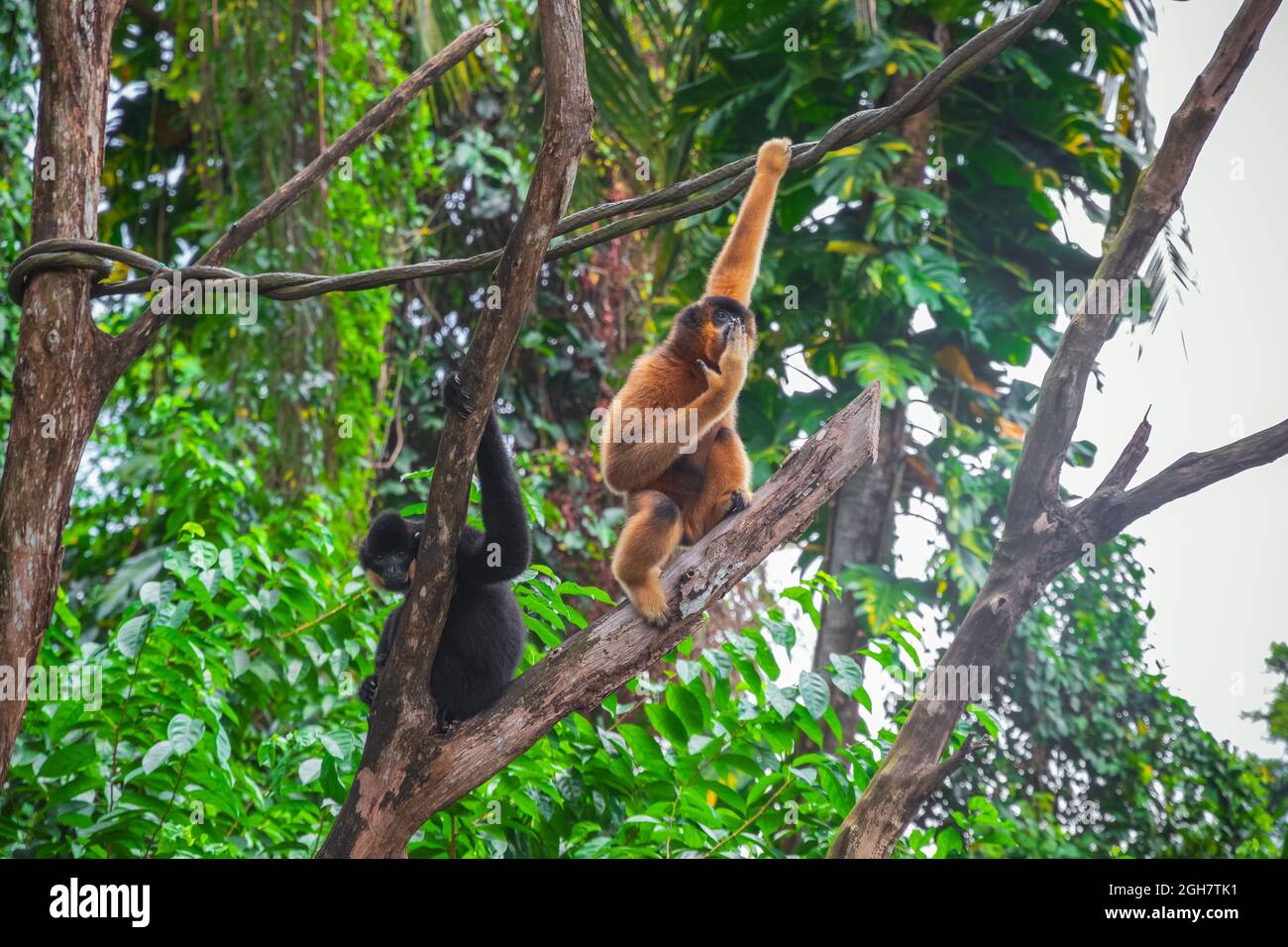 Gibbon à chetée jaune, Nomascus gabriellae, mâle à gauche; femelle à droite, au zoo de Singapour Banque D'Images