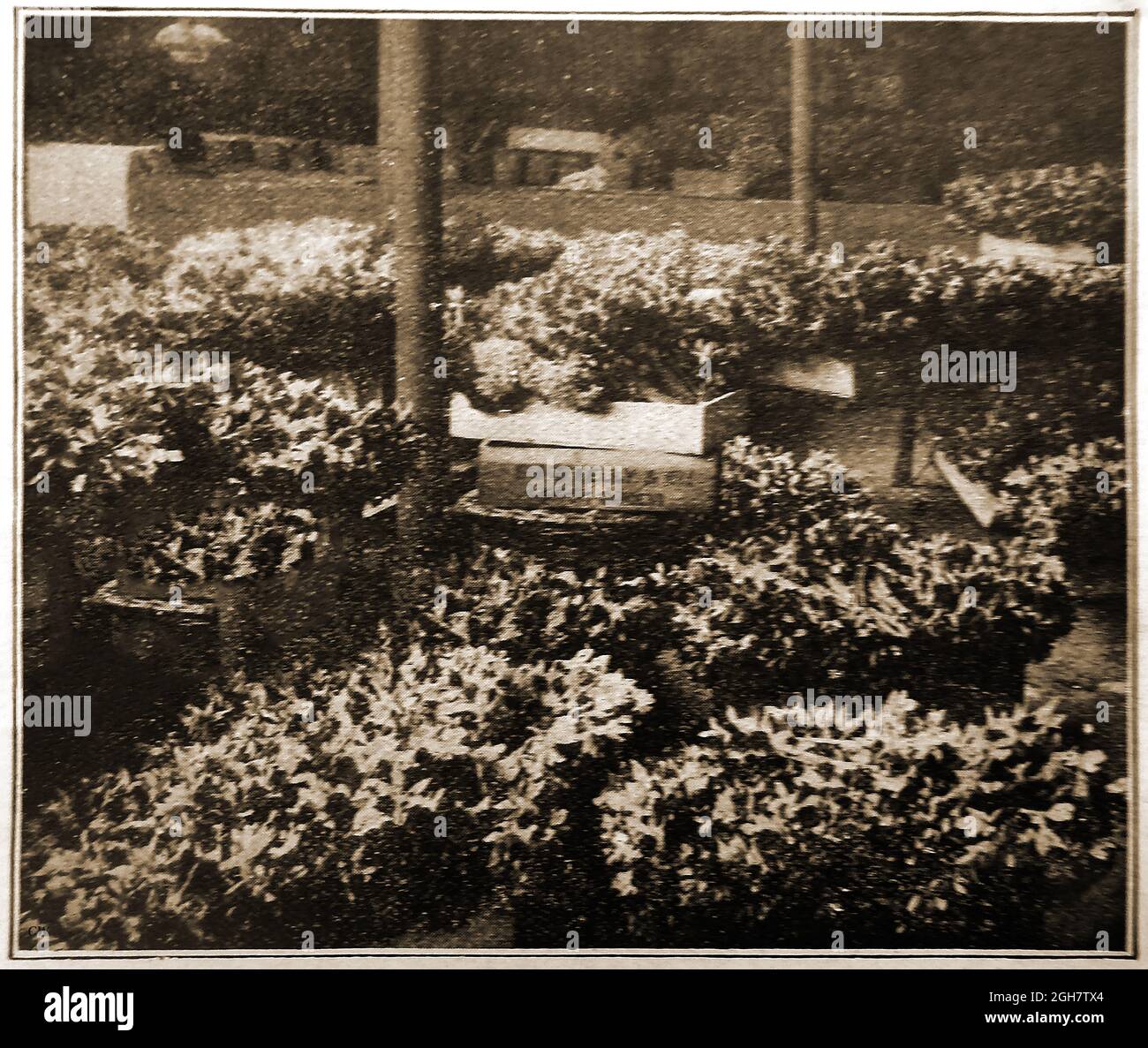1914 - Kelly & Co, Flowers fournisseurs, Scilly Isles, Royaume-Uni. Une photo de presse de l'époque montrant une sélection de fleurs de jonquille en début de saison dans la zone d'emballage. Scilly a un record dans l'industrie de la fleur pour fournir des fleurs tôt grâce à son climat doux. C'est dans i879 qu'un islander envoya une boîte de narcissi sauvage au marché de Convent Garden. Les acheteurs ont été tellement impressionnés par les premières fleurs qu'une industrie de fleurs a commencé immédiatement . Aujourd'hui, c'est la 2e plus grande industrie des îles (après le tourisme) Banque D'Images