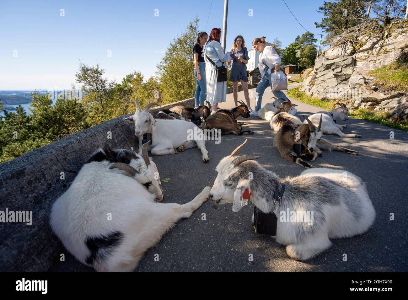 Chèvres de compagnie au mont Fløyen à Bergen, Norvège, Europe Banque D'Images