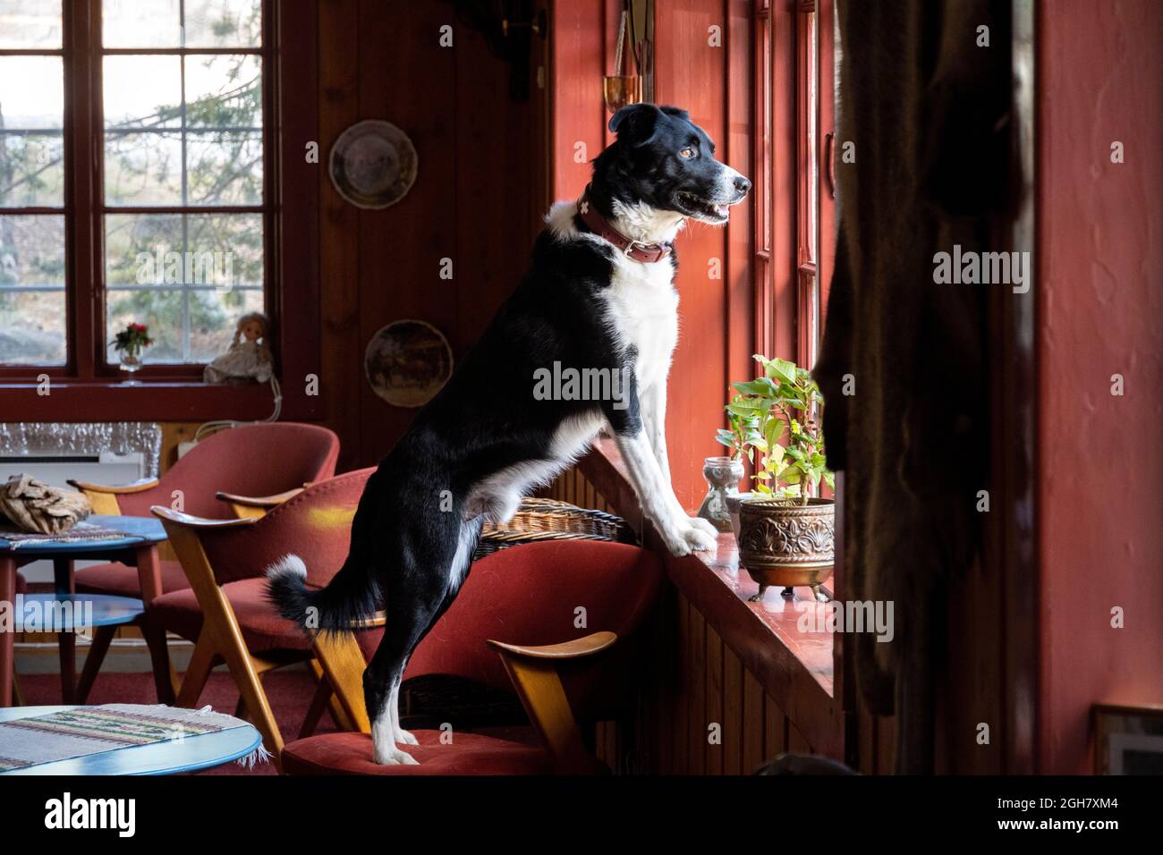 Bordure noire et blanche chien de collie regardant par la fenêtre attendant que son propriétaire arrive à la maison Banque D'Images