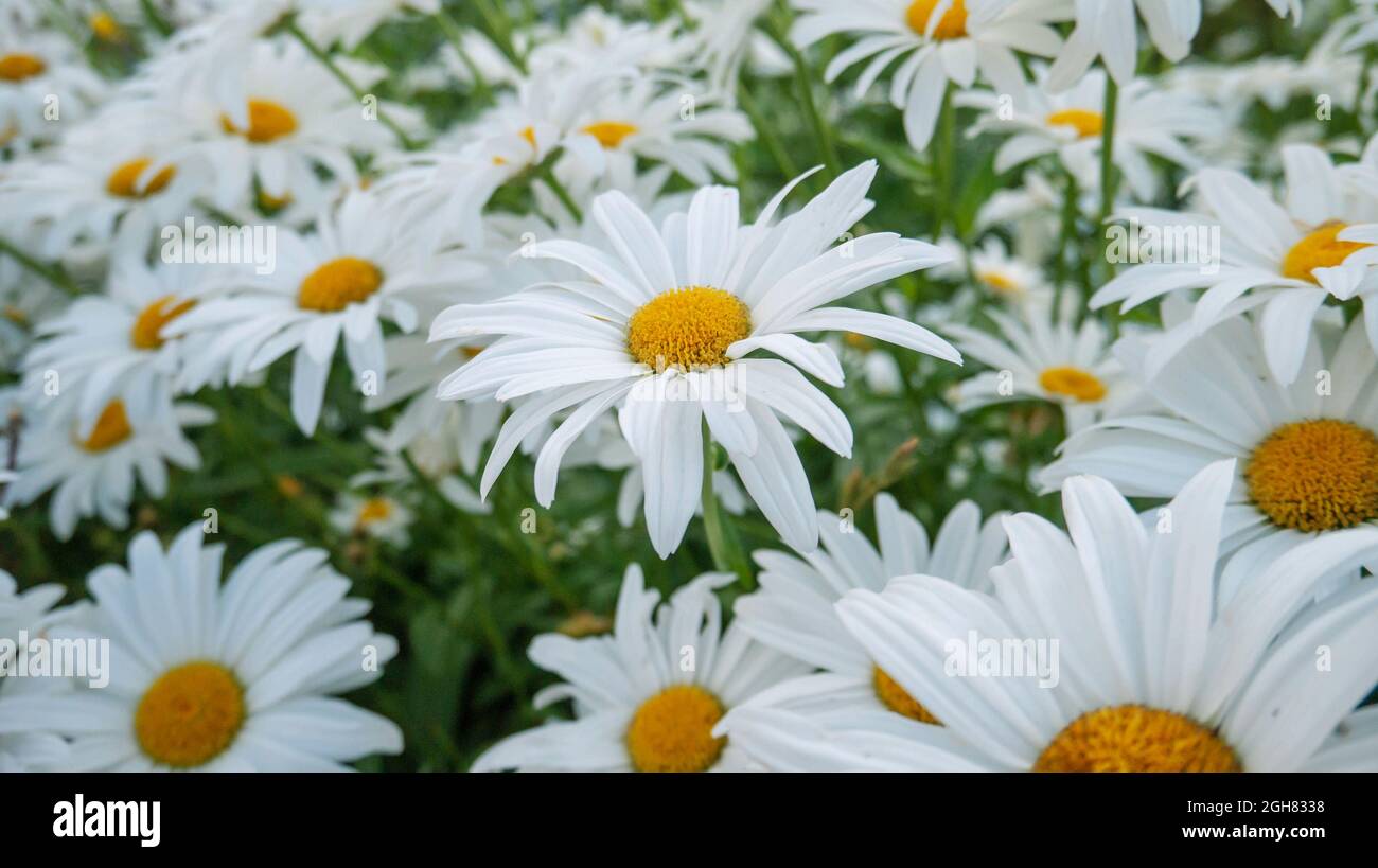 Fleurs blanches avec des couleurs jaunes vives. Pré de camomille en été  Photo Stock - Alamy