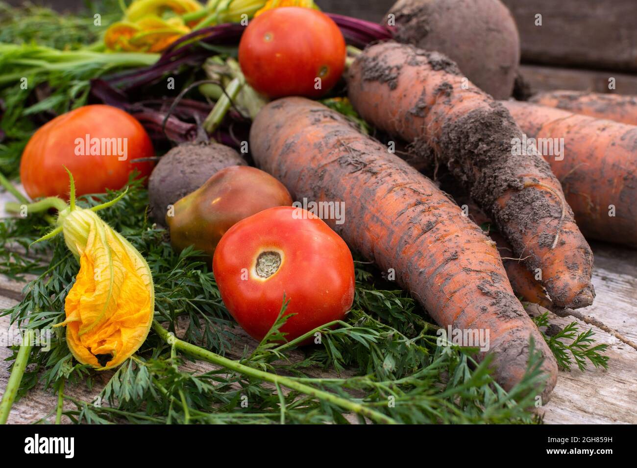 Légumes frais biologiques du jardin gros plan sur un fond en bois, betterave et carotte avec des sommets et des fleurs de citrouille et des tomates rouges Banque D'Images