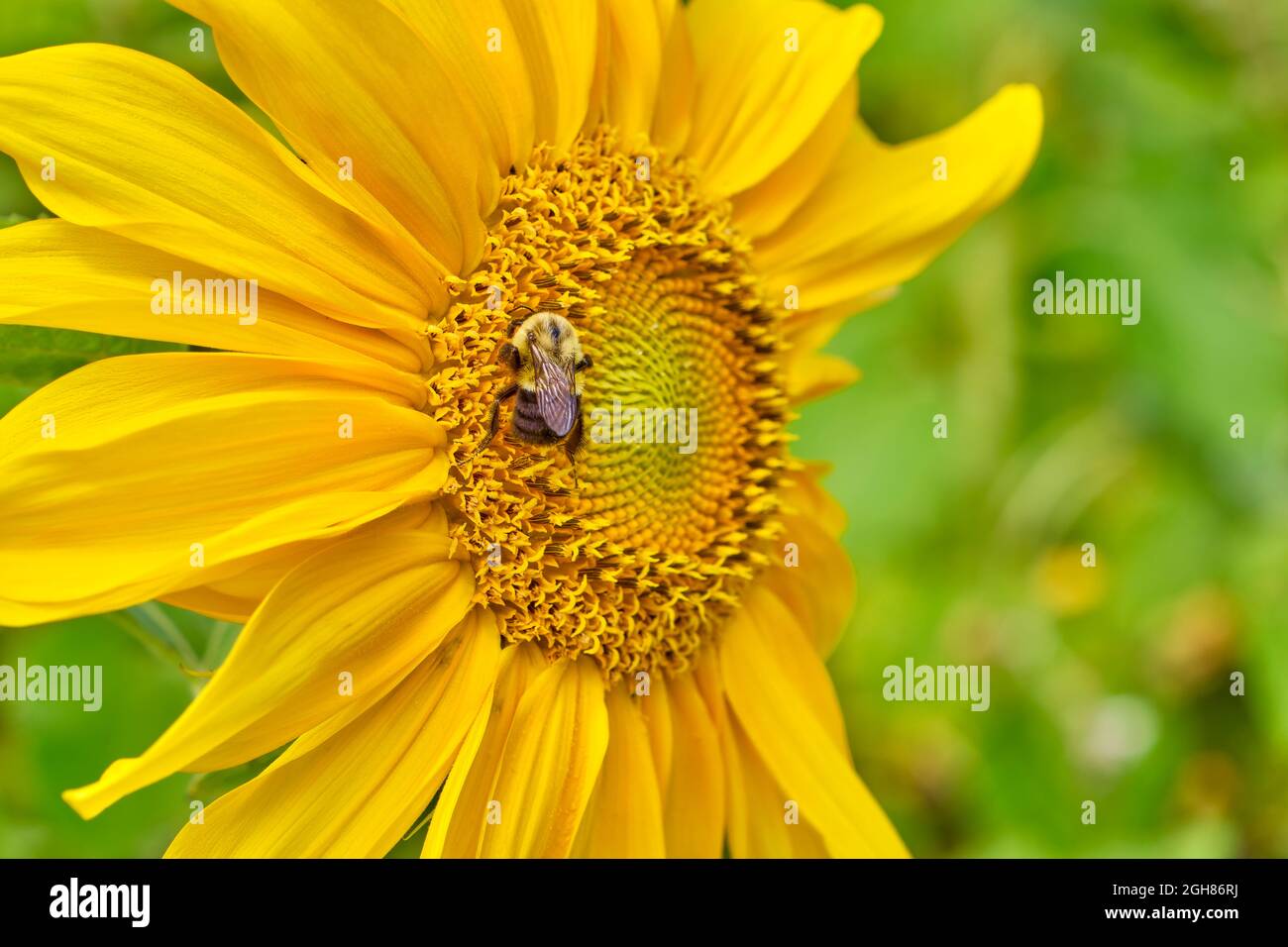 Le Bumblebee de l'est commun, Bombus impatiens, rassemble le pollen dans un beau champ de tournesols jaunes. Banque D'Images