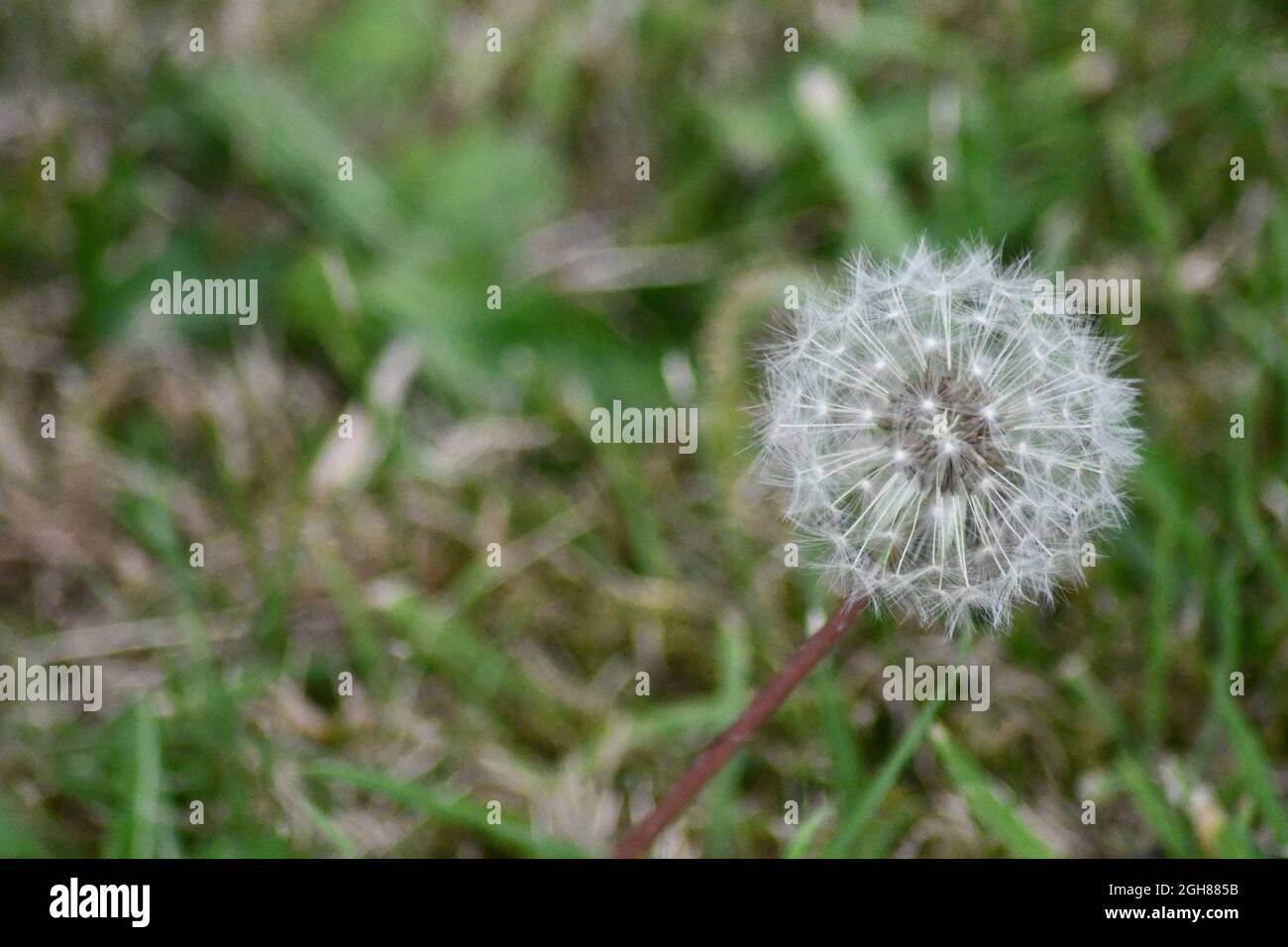 Une seule tête de pissenlit entièrement ensemencée avec le fond de l'herbe séchée Banque D'Images