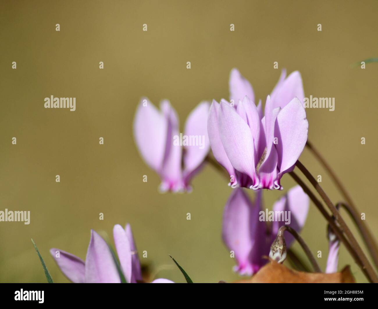 Gros plan de cyclamen lilas, Cyclamen Coum plantes de la famille des Primulacées Banque D'Images