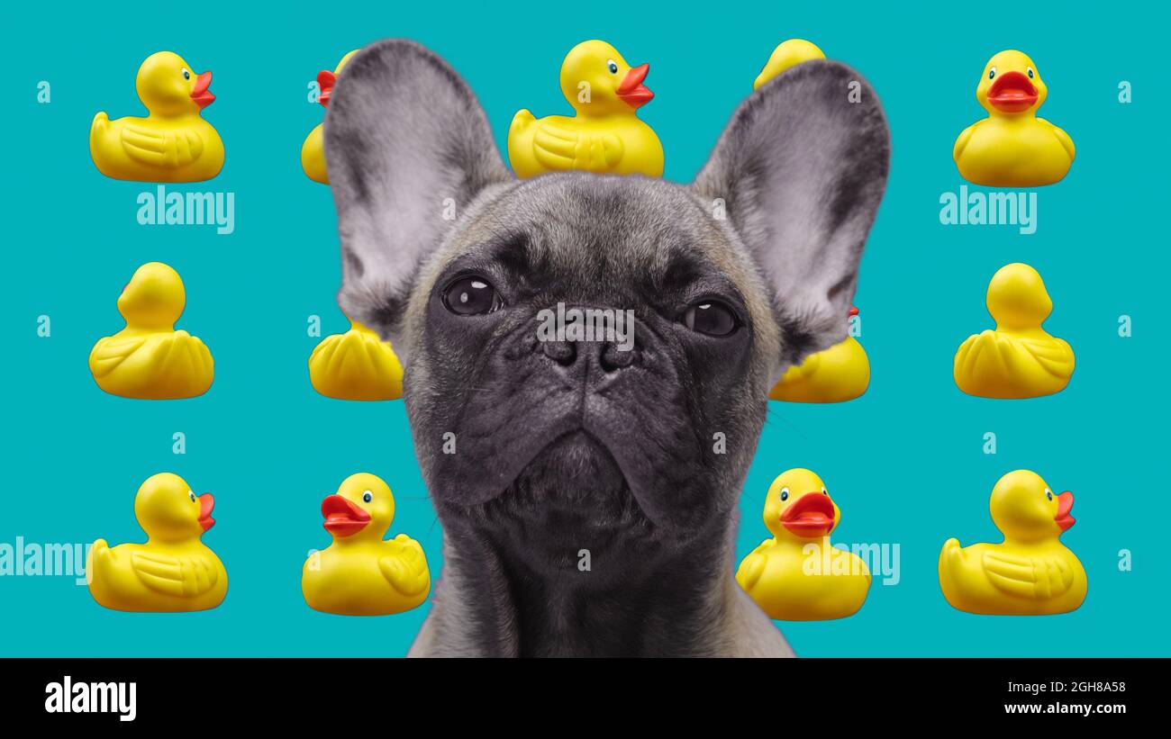 Bulldog avec canards en plastique en arrière-plan Banque D'Images