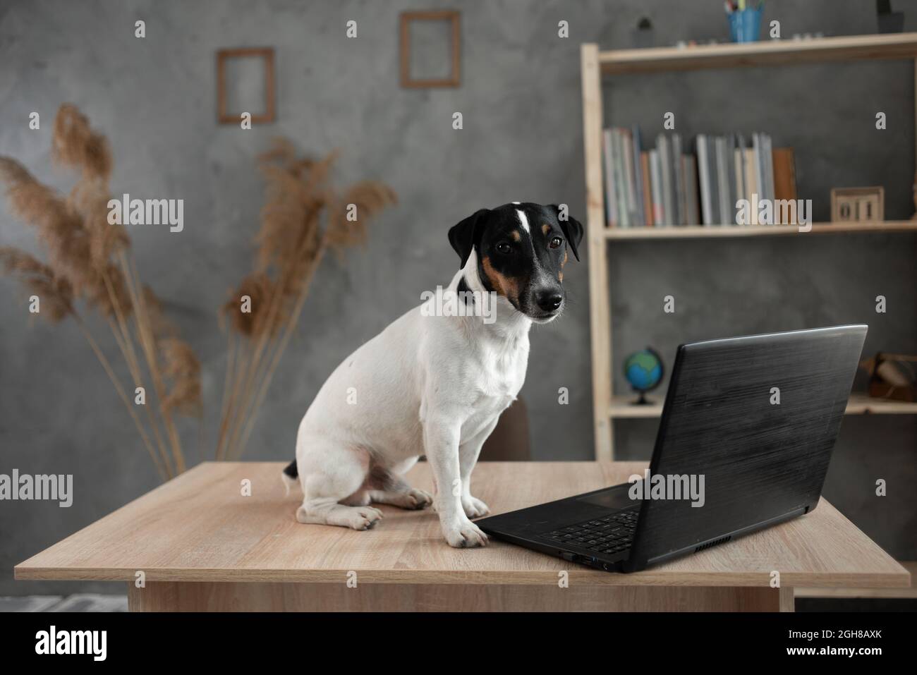 Jack Russell s'assoit sur la table et travaille à la maison avec un ordinateur portable. Un animal intelligent apprend sur pc. Technologie Internet et utilisateur concept.place pour Banque D'Images