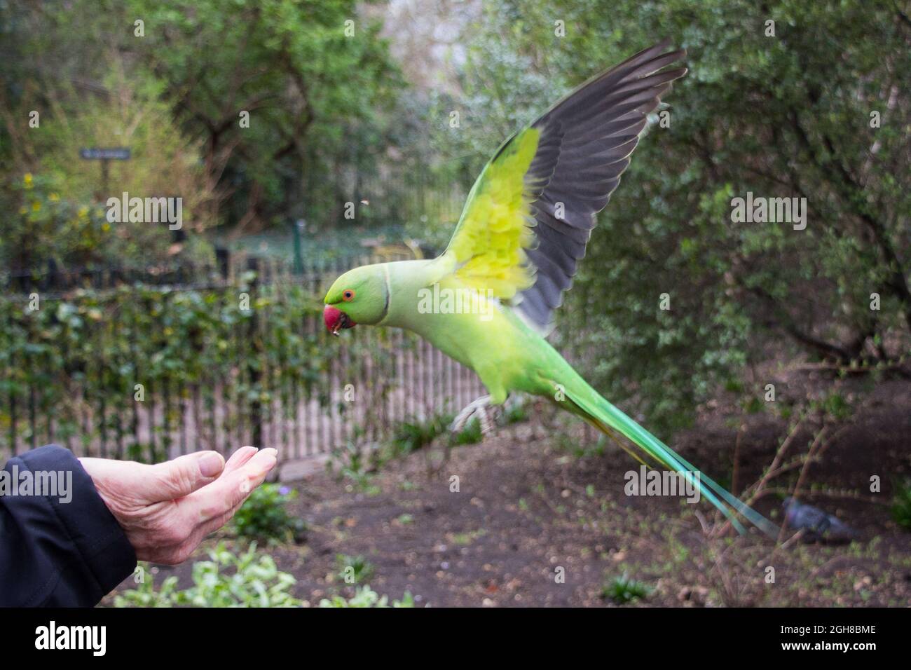 Instantané en plein air de parakeet à anneaux roses Banque D'Images