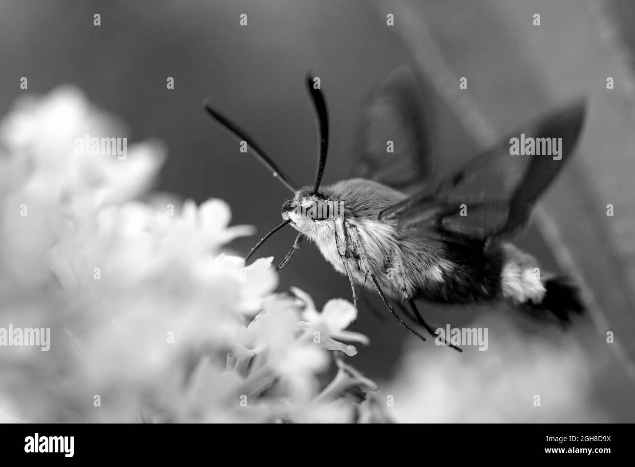Bumblebee va-et-retour en vol stationnaire. Monochrome. Banque D'Images