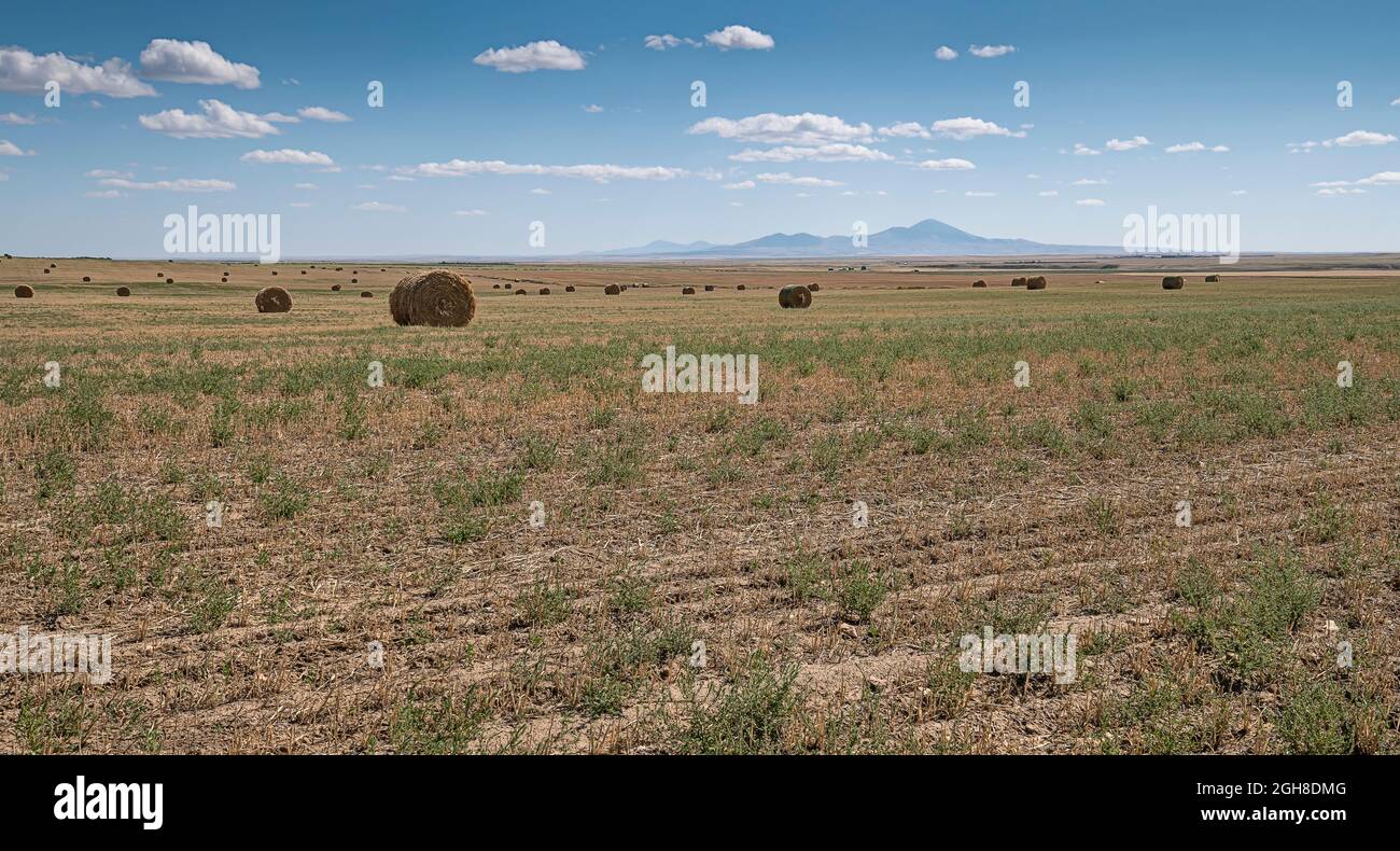 Balles rondes dans un champ avec les Sweet Grass Hills (ou Sweetgrass Hills) en arrière-plan Banque D'Images