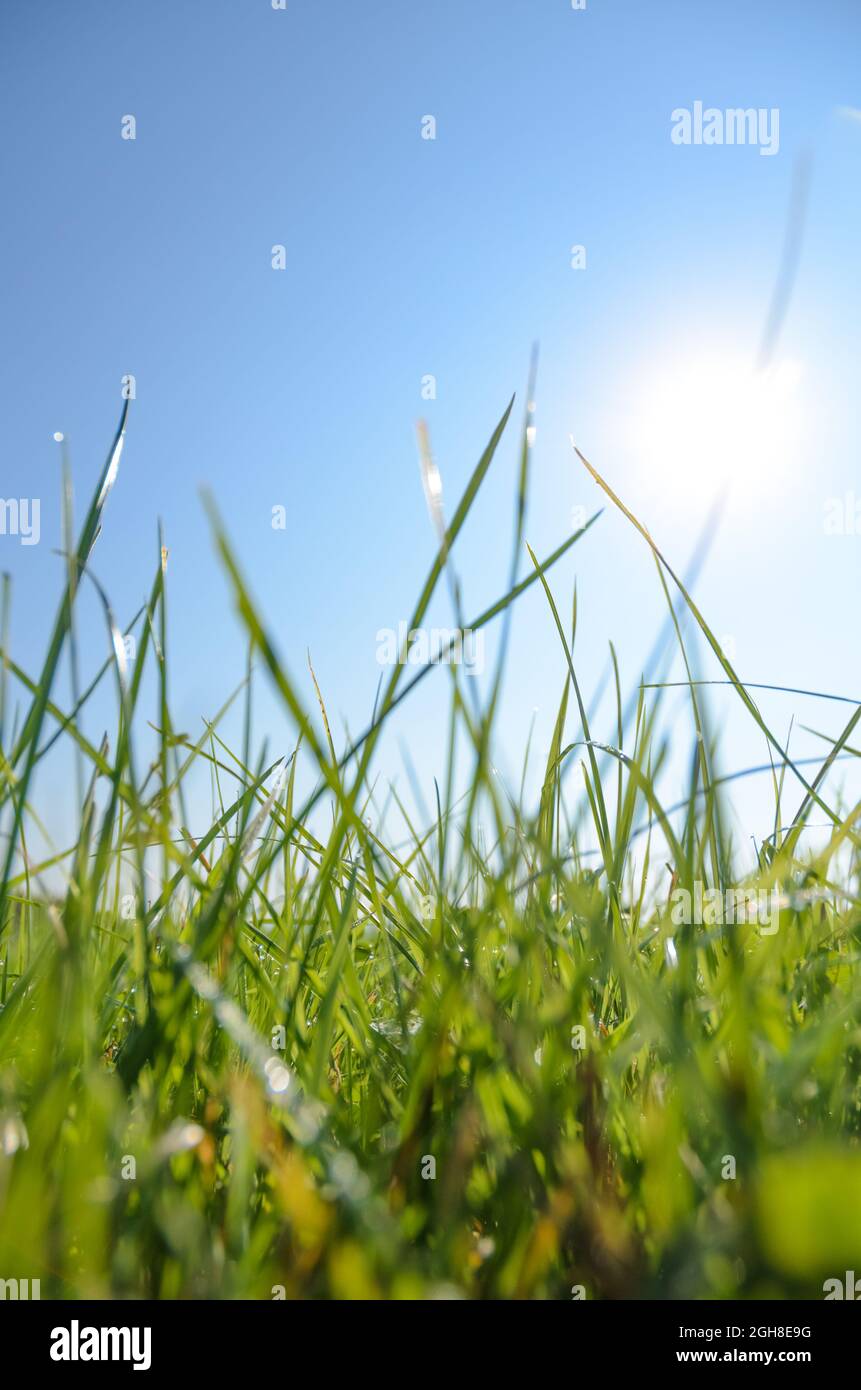 Vue à faible angle des lames d'herbe vertes rétroéclairées dans un pré lors d'une belle journée ensoleillée en été, sur fond naturel ou papier peint Banque D'Images