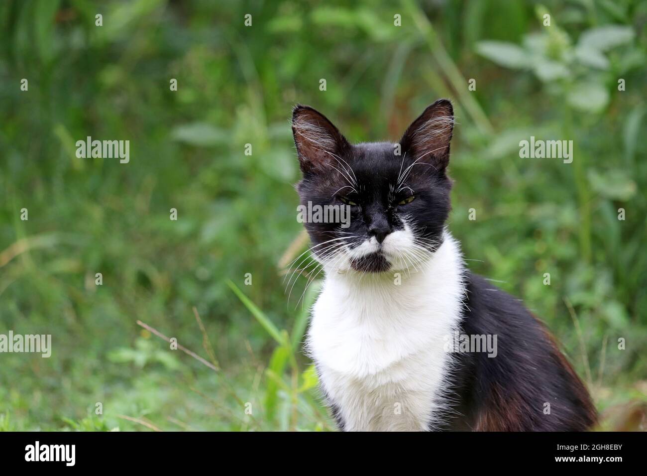 Chat noir avec col blanc assis avec un regard de scorn dans une herbe. Portrait d'un animal de compagnie à l'extérieur Banque D'Images