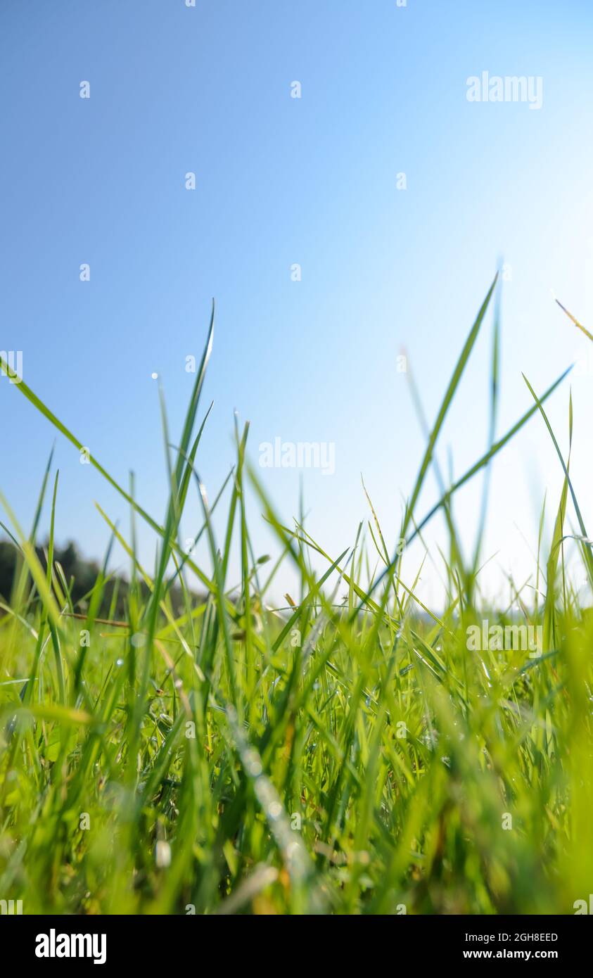 Vue à faible angle des lames d'herbe vertes rétroéclairées dans un pré lors d'une belle journée ensoleillée en été, sur fond naturel ou papier peint Banque D'Images