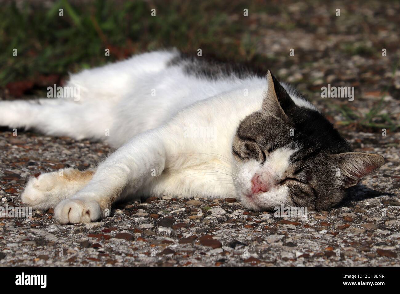 Chat dormant dans une rue par beau temps. Chat détendu couché à l'extérieur Banque D'Images