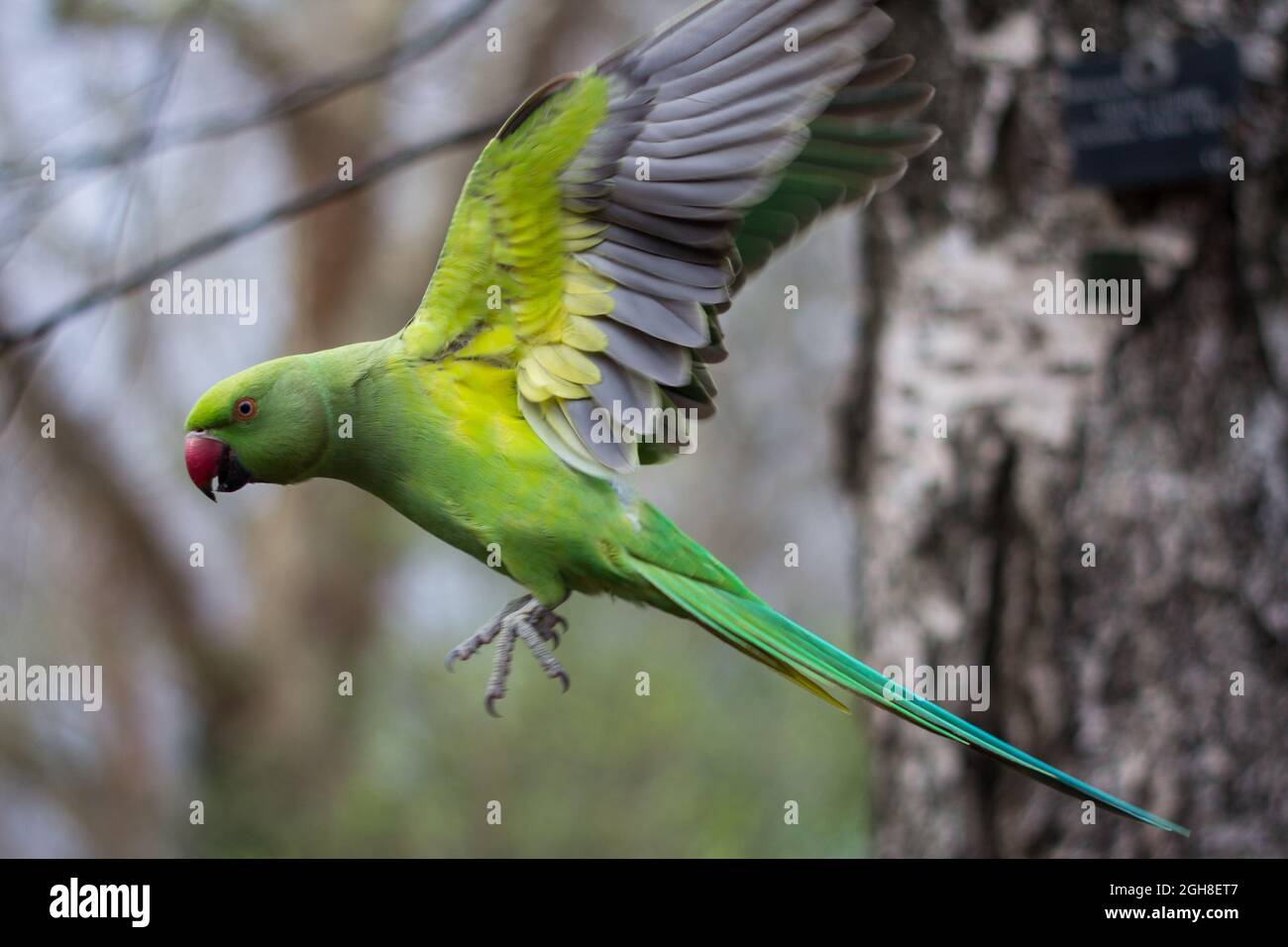 Instantané en plein air de parakeet à anneaux roses Banque D'Images
